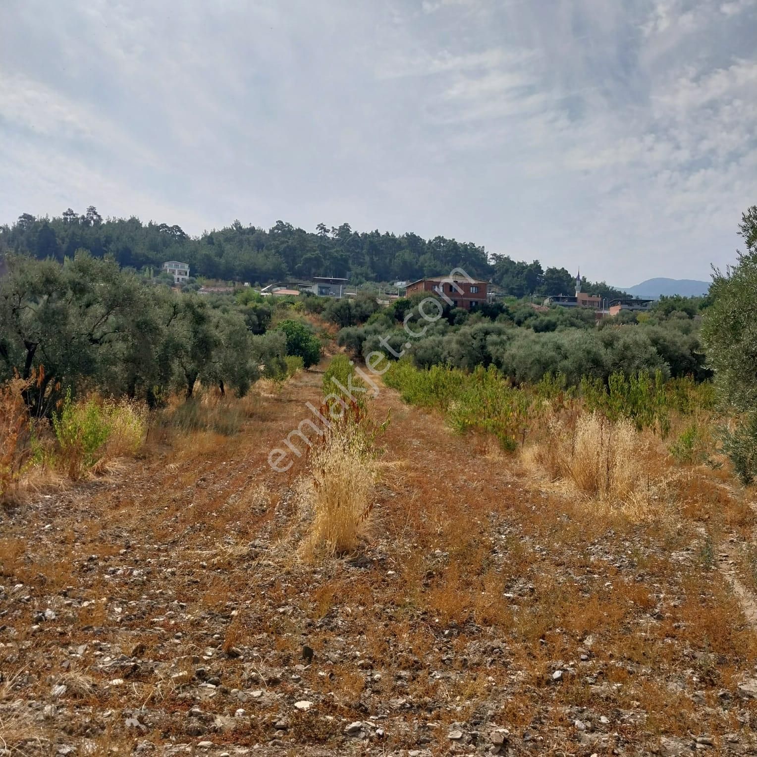 Turpa'dan İzmir Kemalpaşa'da Satılık Zeytin Ve Kiraz Bahçesi - Görsel 3
