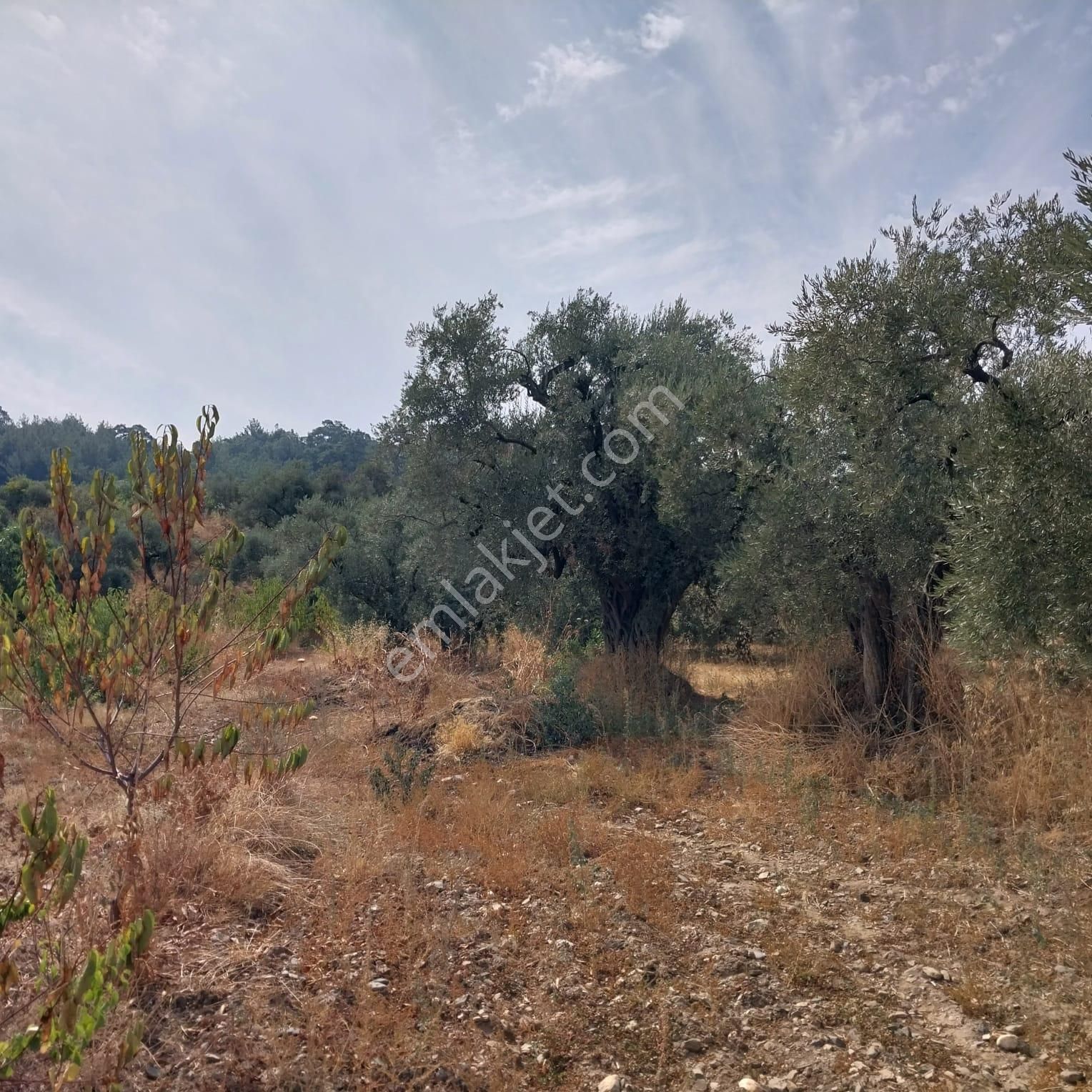 Turpa'dan İzmir Kemalpaşa'da Satılık Zeytin Ve Kiraz Bahçesi - Görsel 7