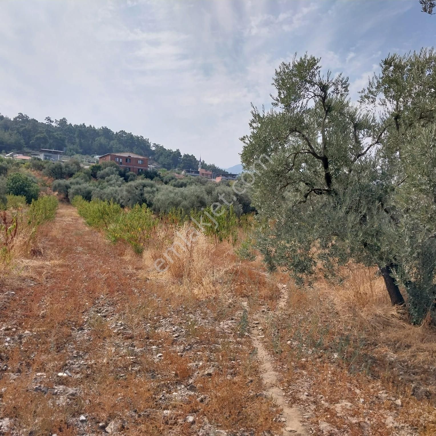 Turpa'dan İzmir Kemalpaşa'da Satılık Zeytin Ve Kiraz Bahçesi - Görsel 8