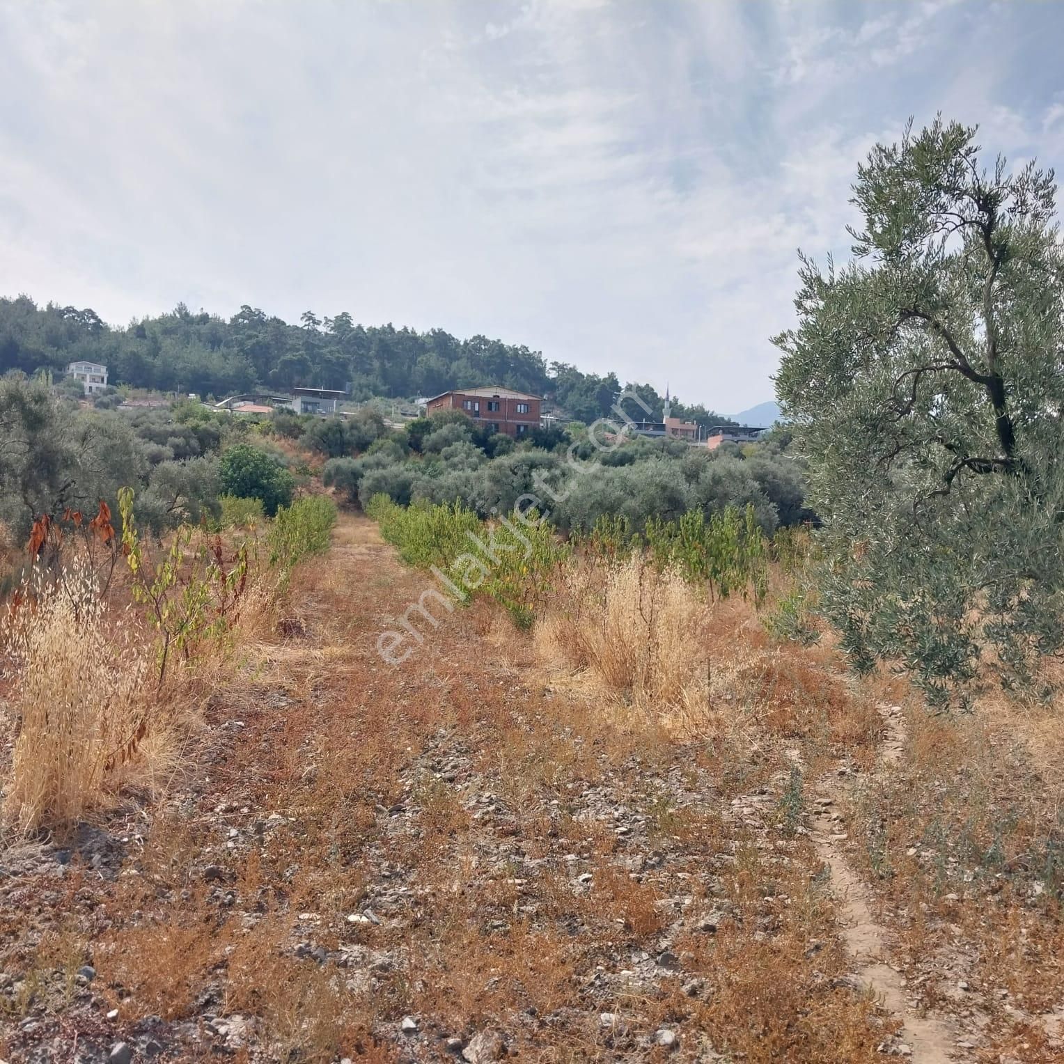 Turpa'dan İzmir Kemalpaşa'da Satılık Zeytin Ve Kiraz Bahçesi - Görsel 11
