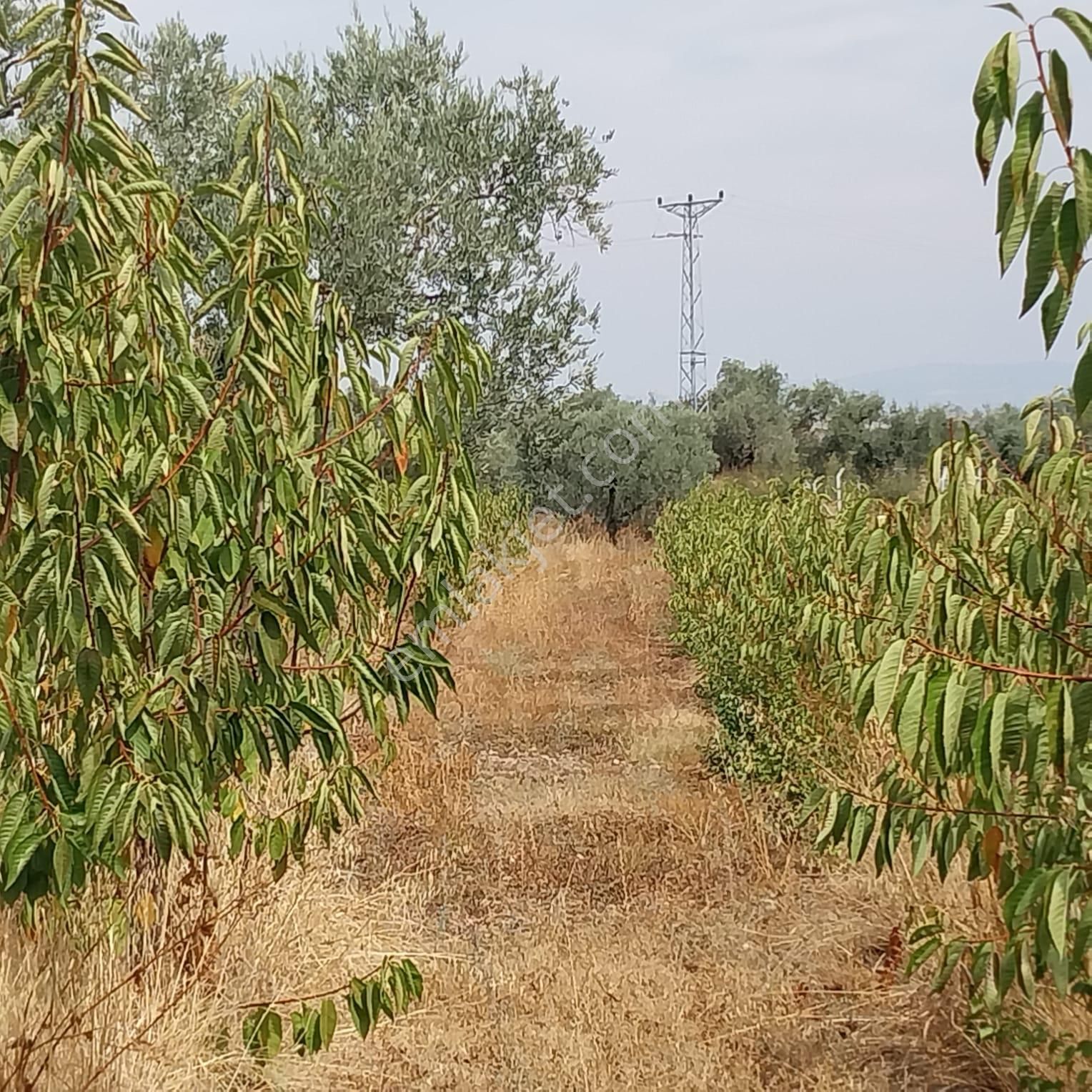 Turpa'dan İzmir Kemalpaşa'da Satılık Zeytin Ve Kiraz Bahçesi - Görsel 4