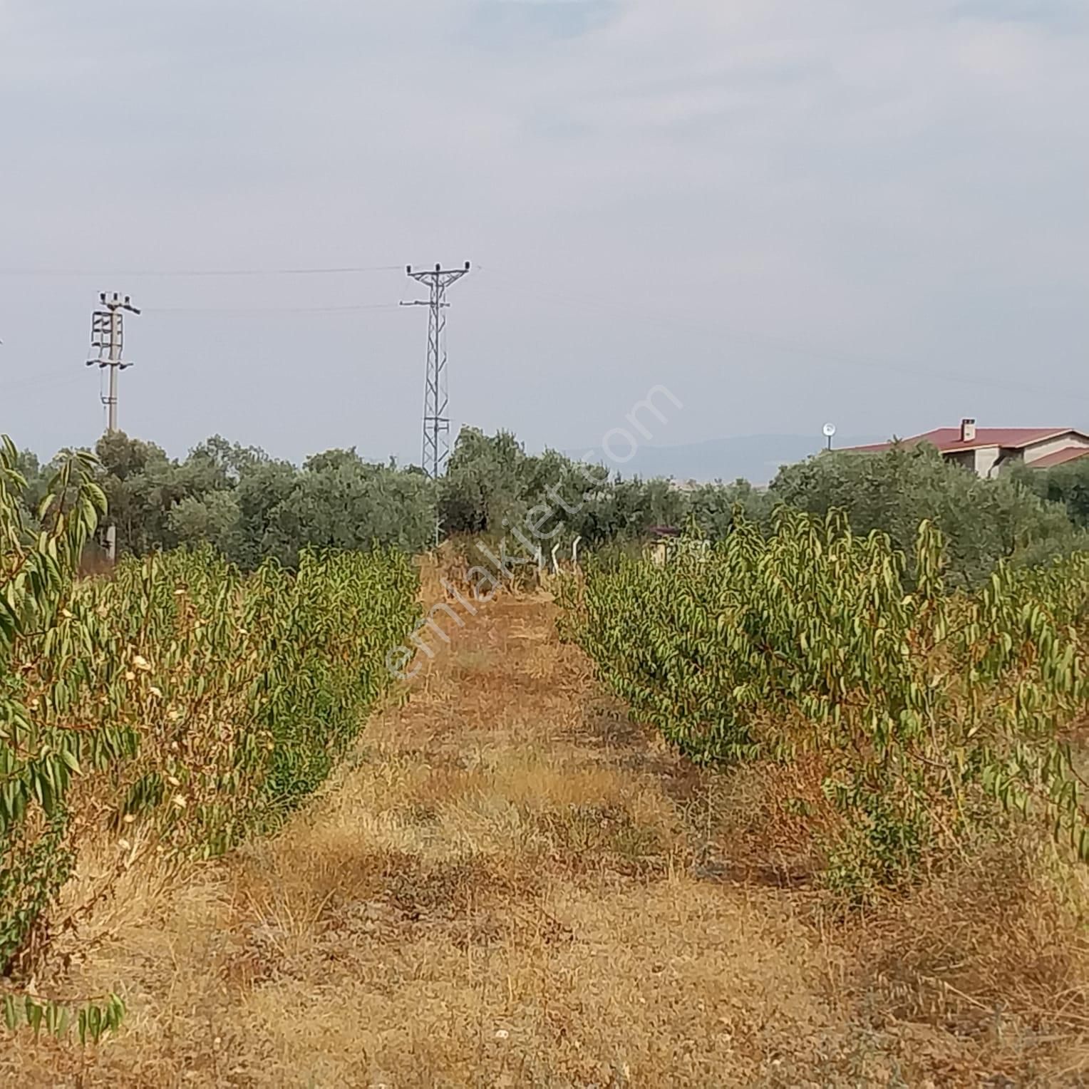 Turpa'dan İzmir Kemalpaşa'da Satılık Zeytin Ve Kiraz Bahçesi - Görsel 13