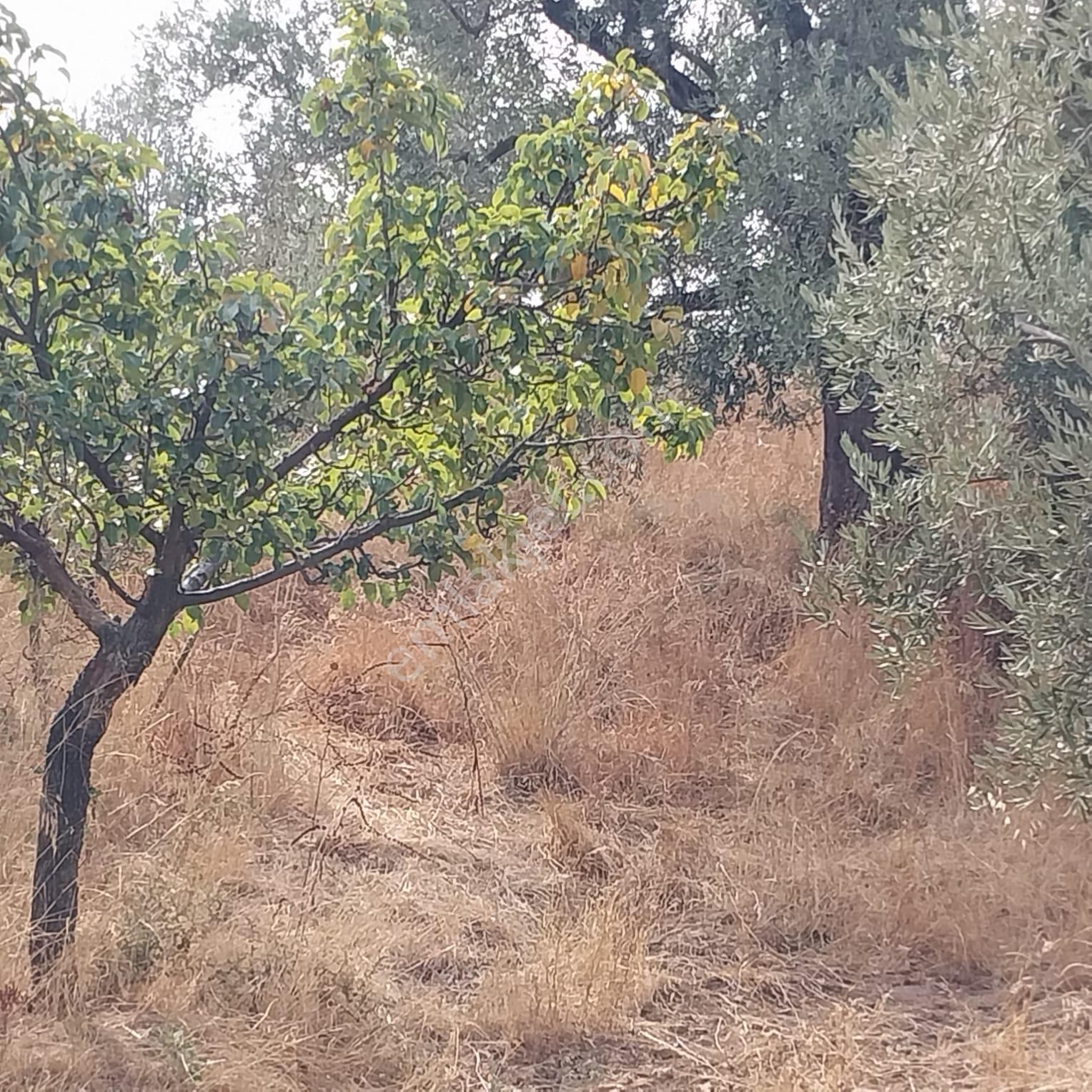 Turpa'dan İzmir Kemalpaşa'da Satılık Zeytin Ve Kiraz Bahçesi - Görsel 5