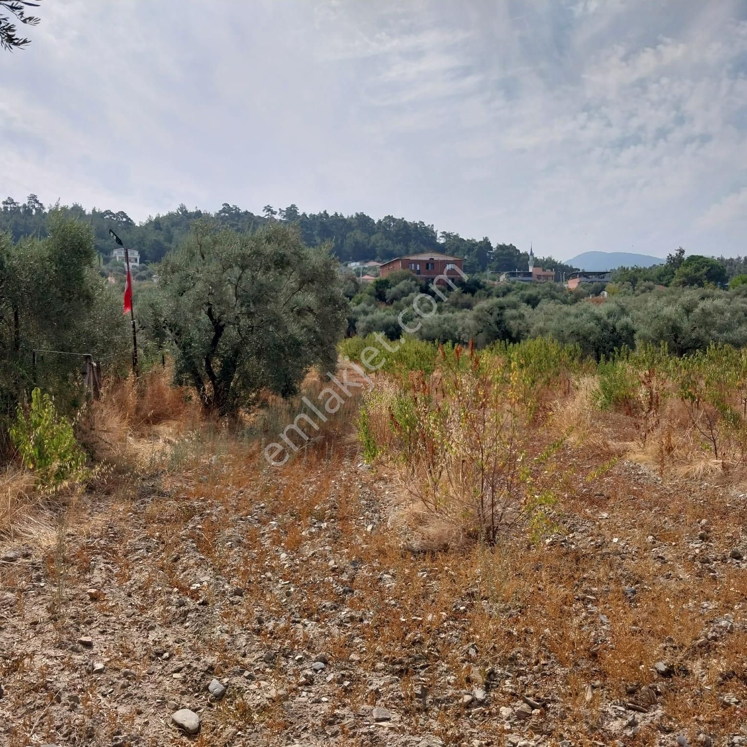 Turpa'dan İzmir Kemalpaşa'da Satılık Zeytin Ve Kiraz Bahçesi - Görsel 9