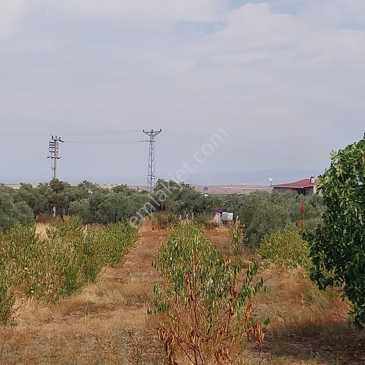 Turpa'dan İzmir Kemalpaşa'da Satılık Zeytin Ve Kiraz Bahçesi