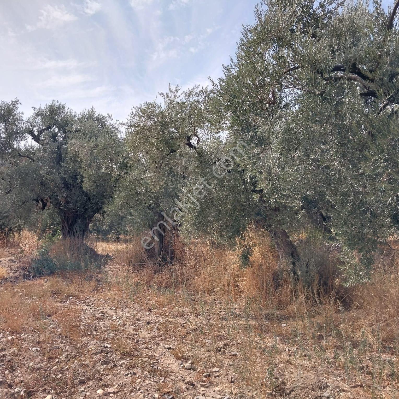 Turpa'dan İzmir Kemalpaşa'da Satılık Zeytin Ve Kiraz Bahçesi - Görsel 12