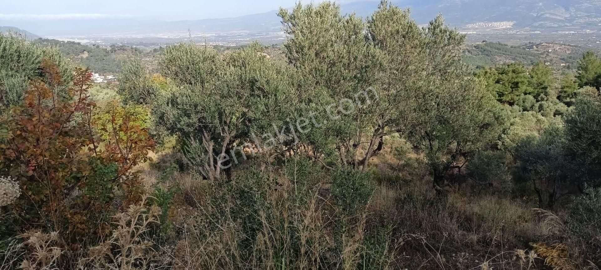 Yukarıkızılca Merkez'de Satılık Zeytinlik - Görsel 19
