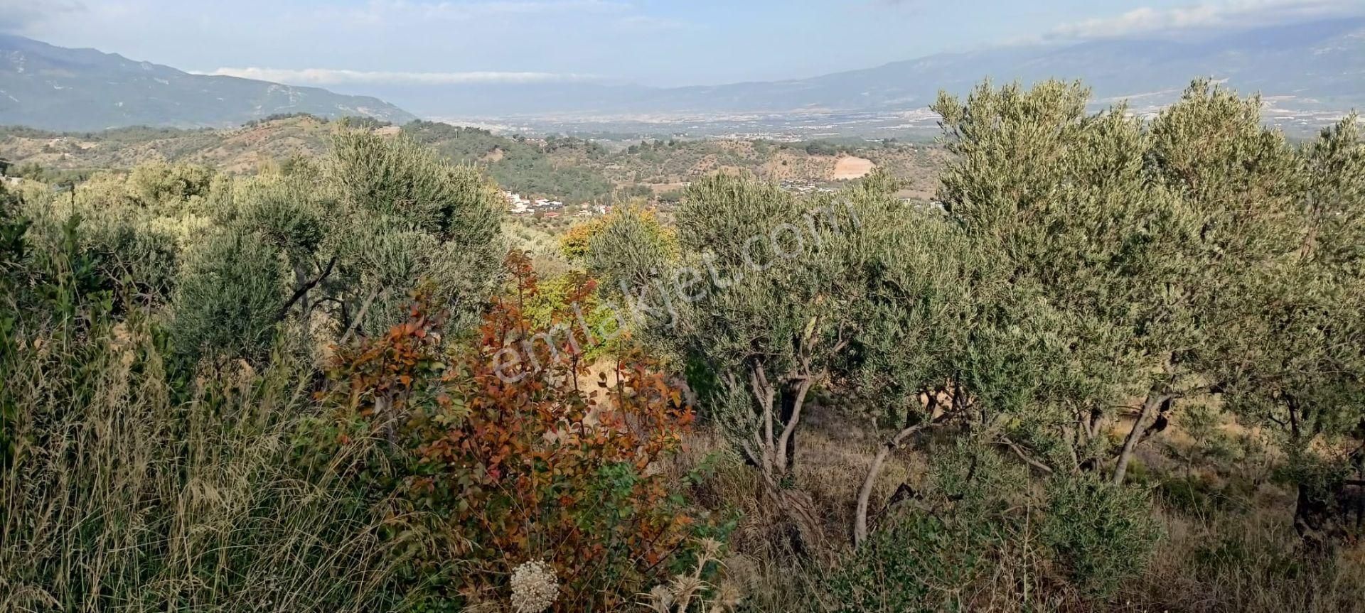 Yukarıkızılca Merkez'de Satılık Zeytinlik - Görsel 18