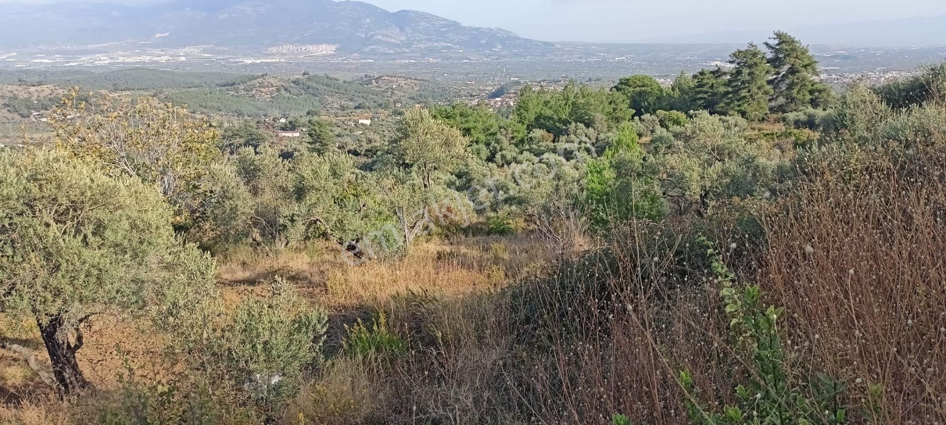 Yukarıkızılca Merkez'de Satılık Zeytinlik - Görsel 15