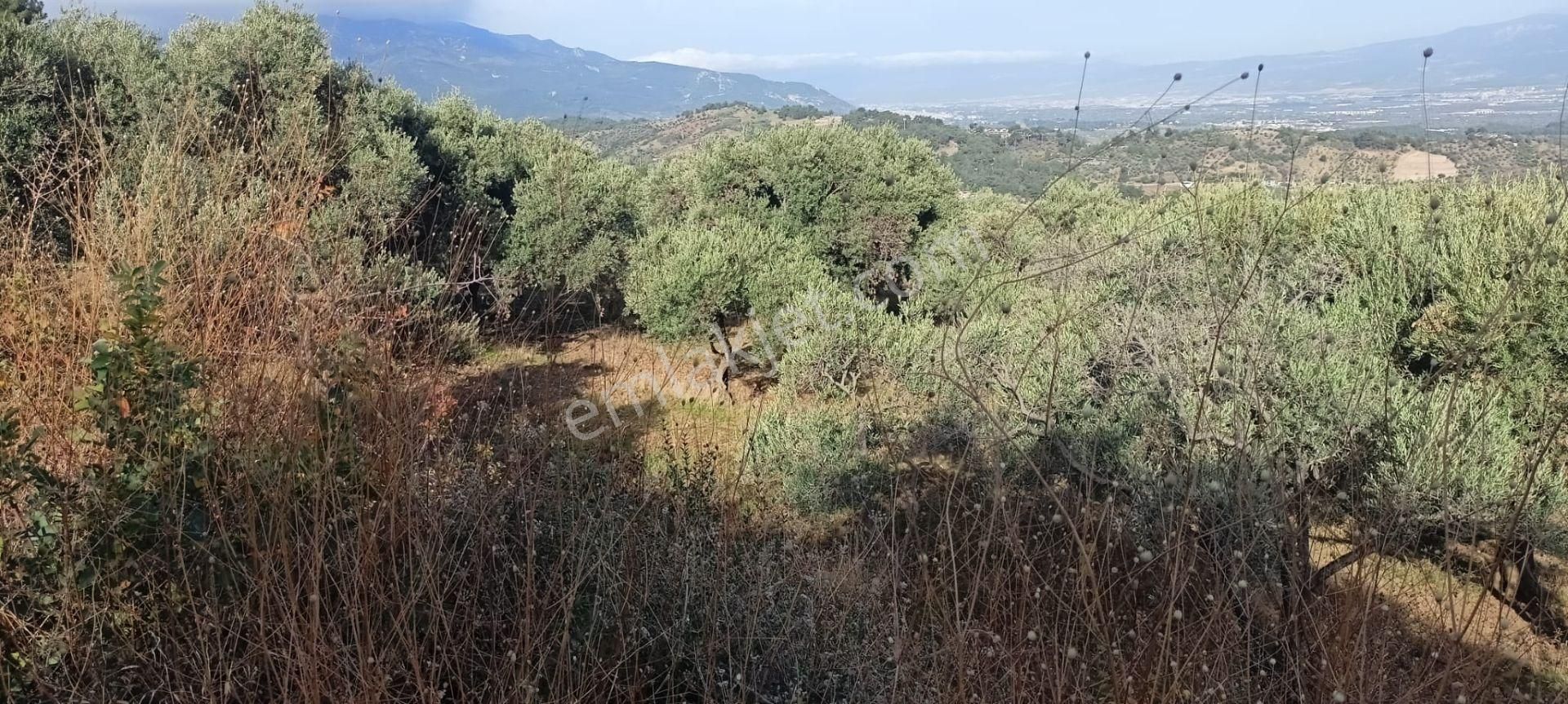 Yukarıkızılca Merkez'de Satılık Zeytinlik - Görsel 17