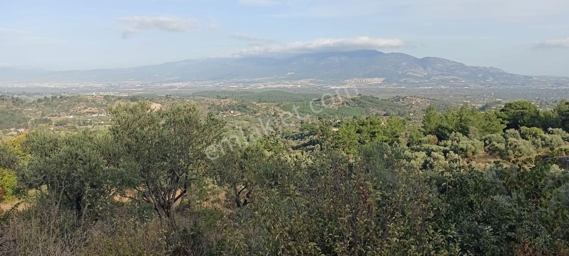 Yukarıkızılca Merkez'de Satılık Zeytinlik - Görsel 13