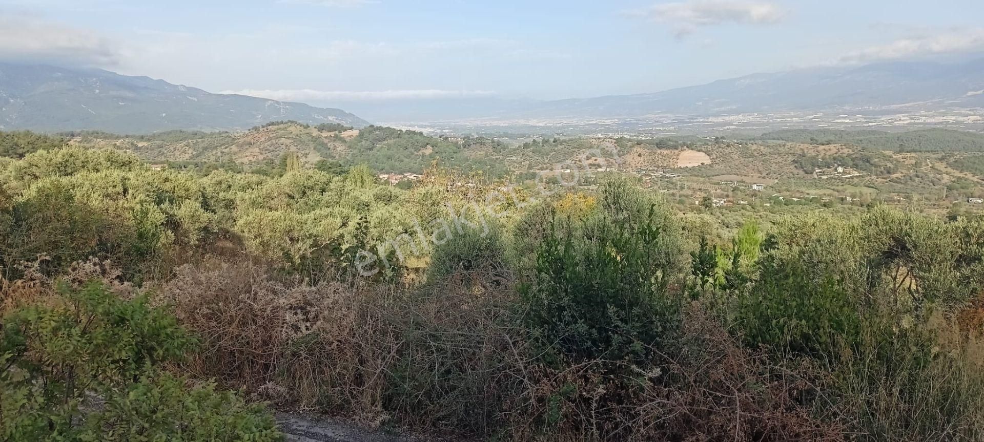 Yukarıkızılca Merkez'de Satılık Zeytinlik - Görsel 6