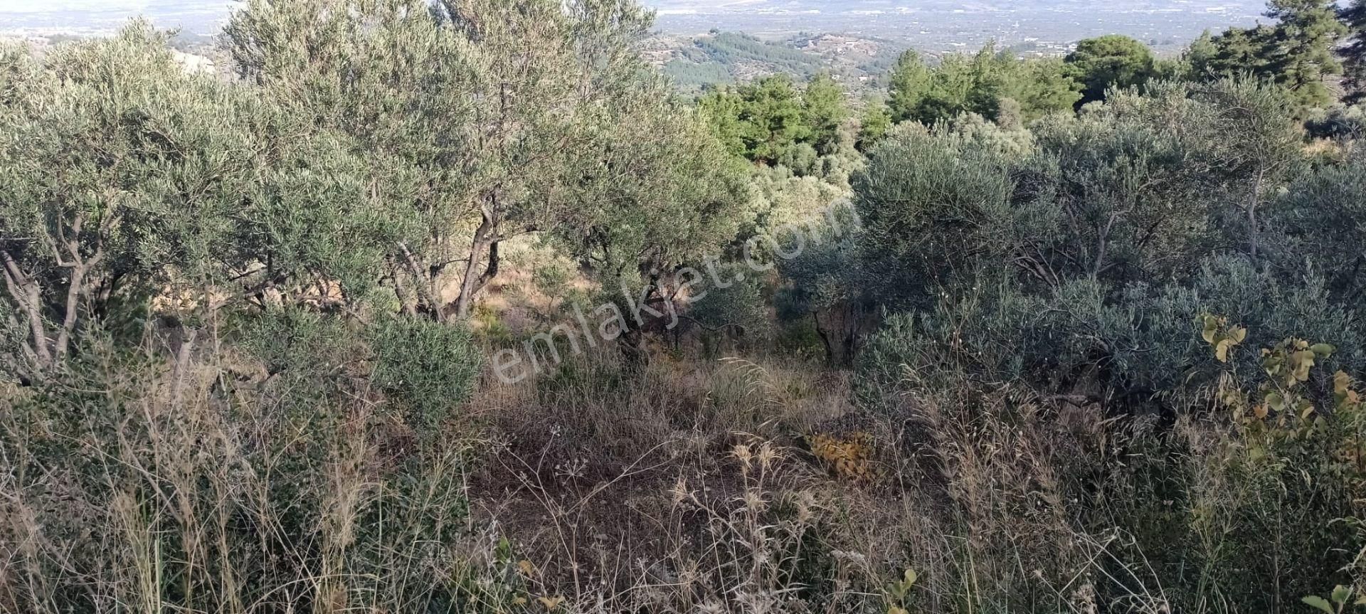 Yukarıkızılca Merkez'de Satılık Zeytinlik - Görsel 9