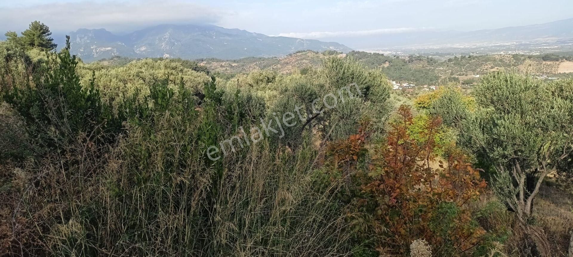 Yukarıkızılca Merkez'de Satılık Zeytinlik - Görsel 20