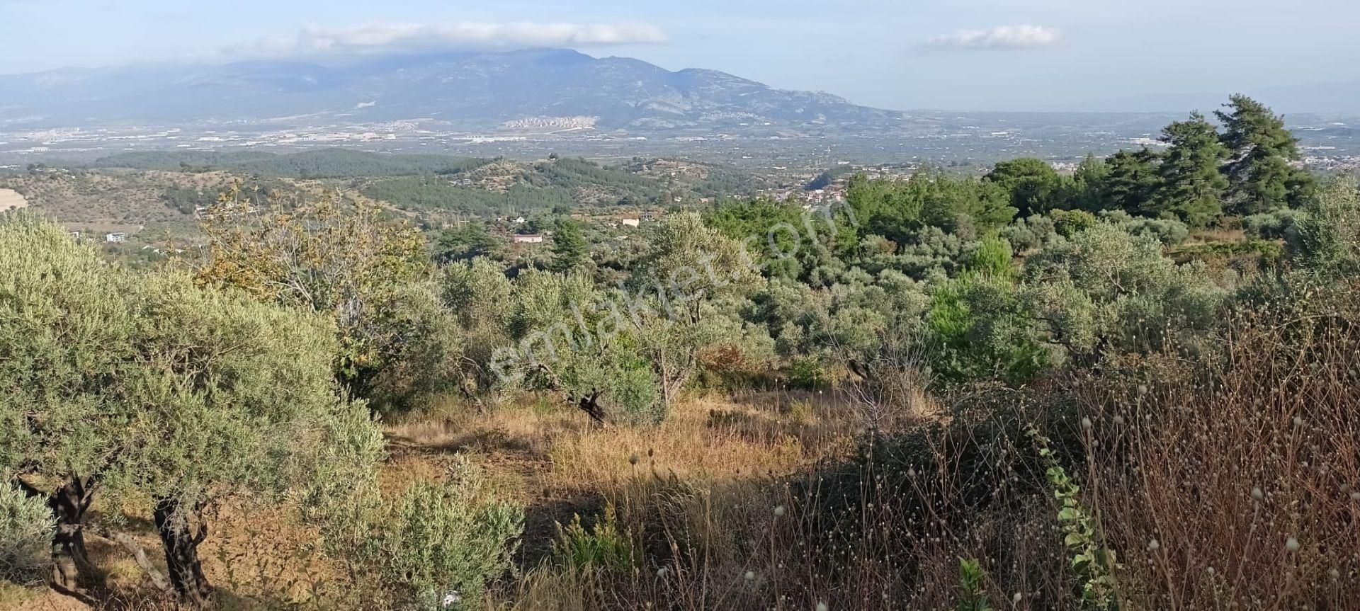 Yukarıkızılca Merkez'de Satılık Zeytinlik - Görsel 8