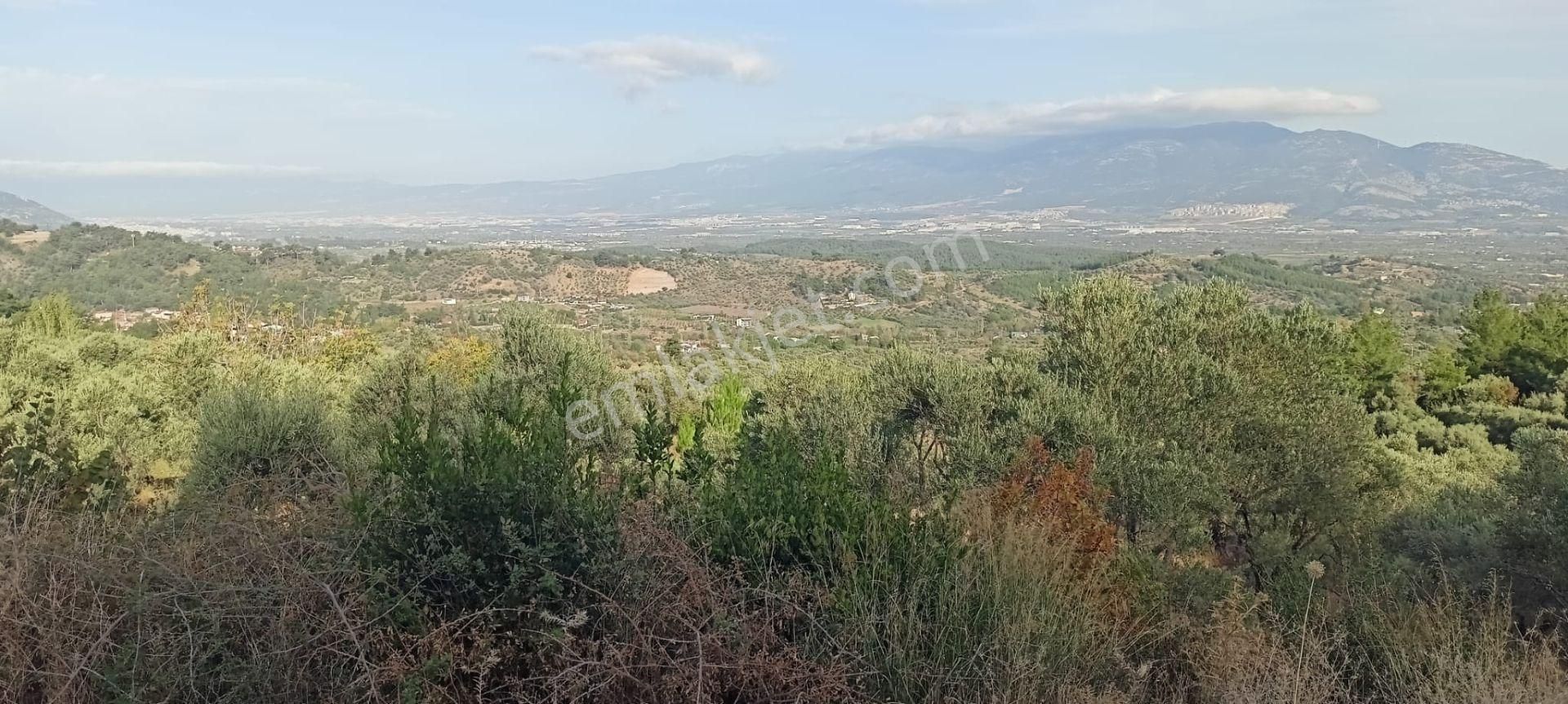 Yukarıkızılca Merkez'de Satılık Zeytinlik - Görsel 23