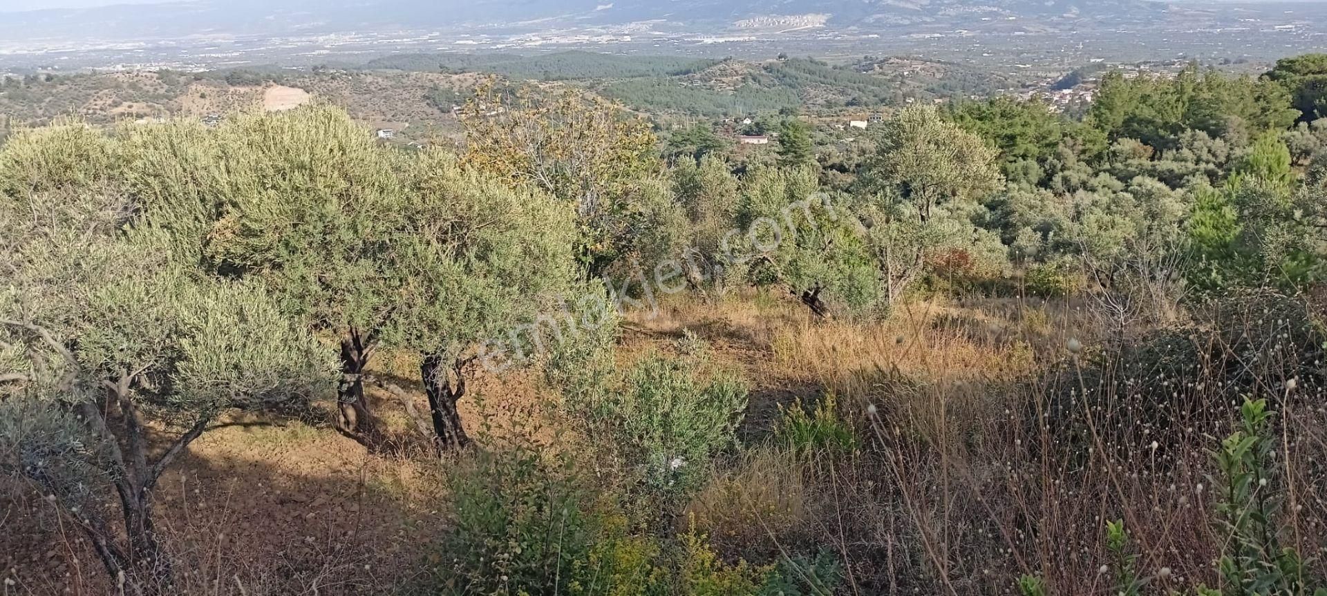 Yukarıkızılca Merkez'de Satılık Zeytinlik - Görsel 3
