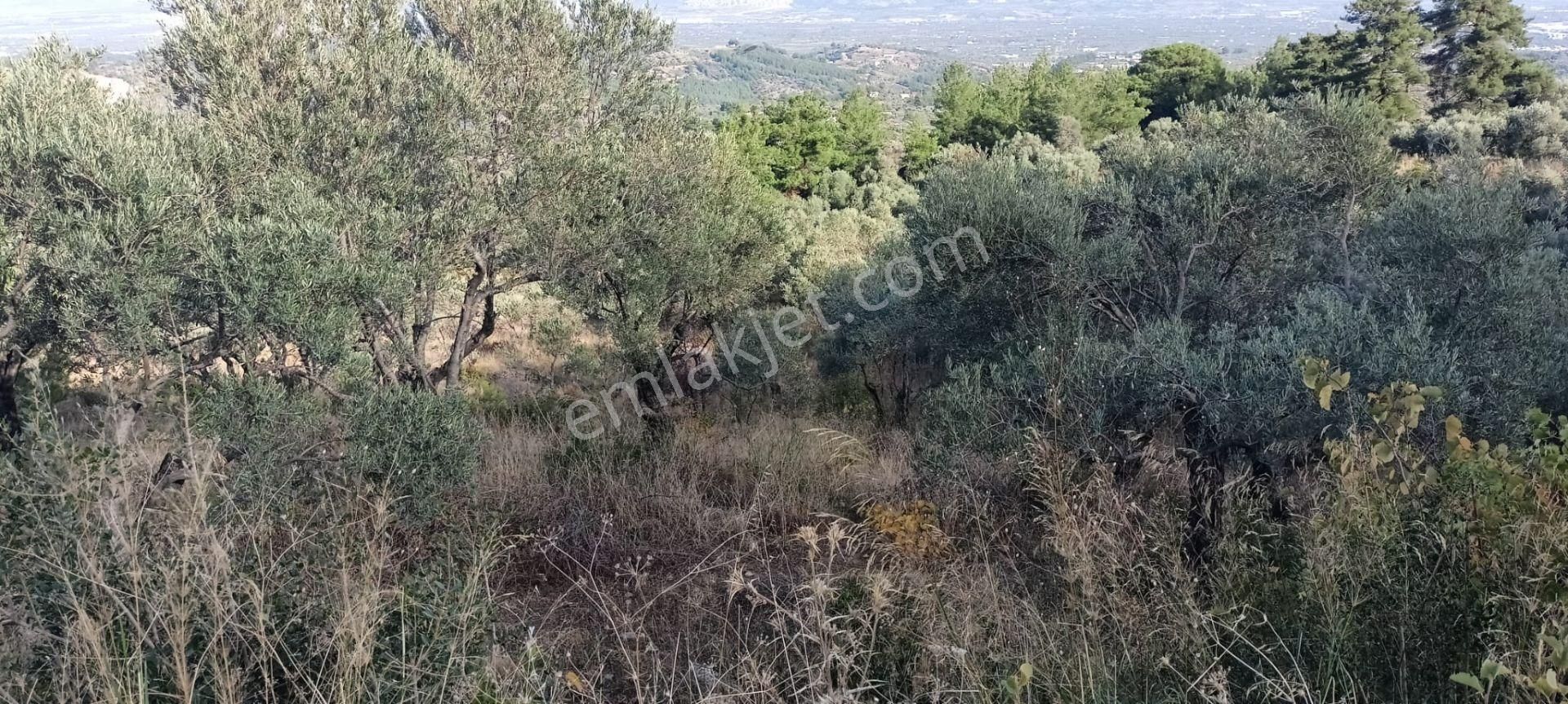 Yukarıkızılca Merkez'de Satılık Zeytinlik - Görsel 21