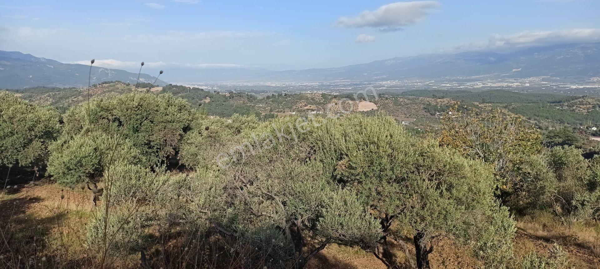 Yukarıkızılca Merkez'de Satılık Zeytinlik - Görsel 5