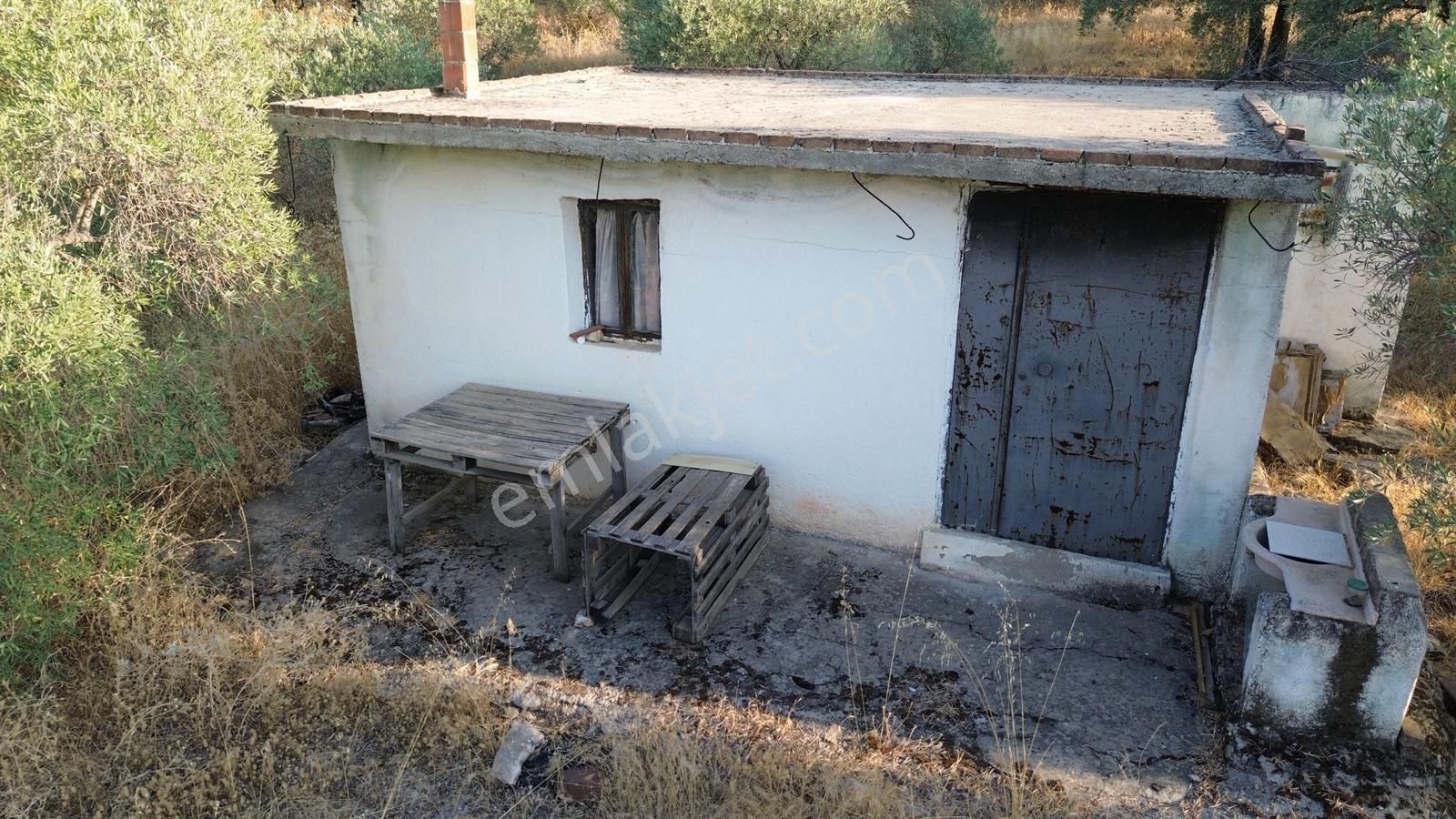 🫒 Zaza Emlak’tan Aydın Didim Akyeniköy’de Yatırımlık Zeytinlik 🫒 - Görsel 10