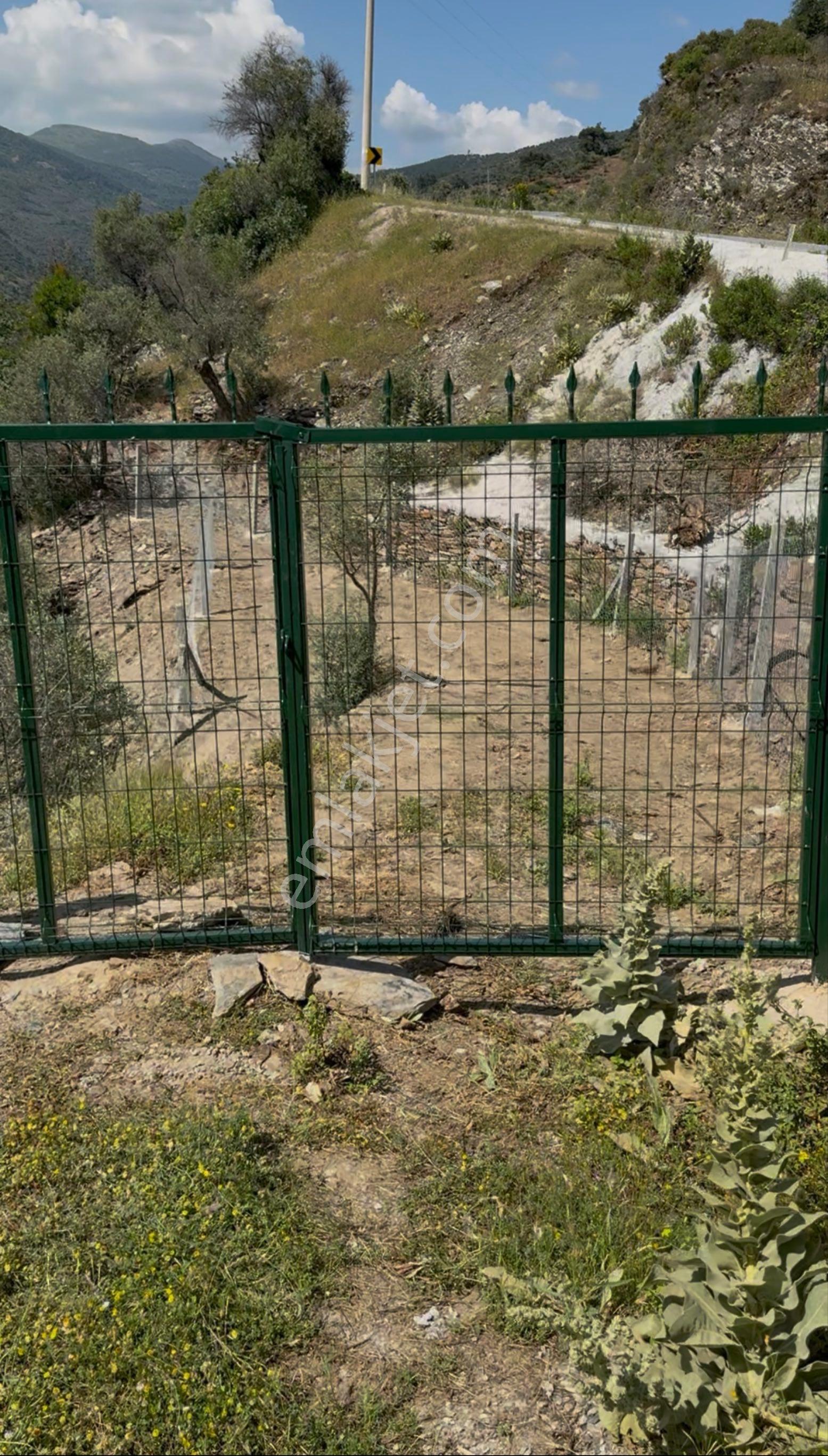 🌿 İzmir Bayındır Sarıyurt’ta 477 M2 Manzaralı, Etrafı Çitle Çevrili Ve Kullanıma Hazır Zeytinlik 🌿 - Görsel 3