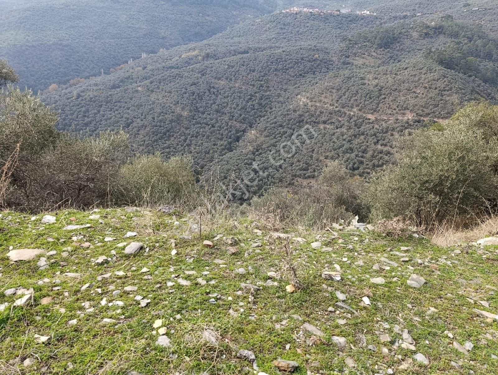 Bayındır Sarıyurt Köyünde 477 M2 Zeytinlik Asfalt Yola Cepheli Konteyner Koymaya Uygun - Görsel 8
