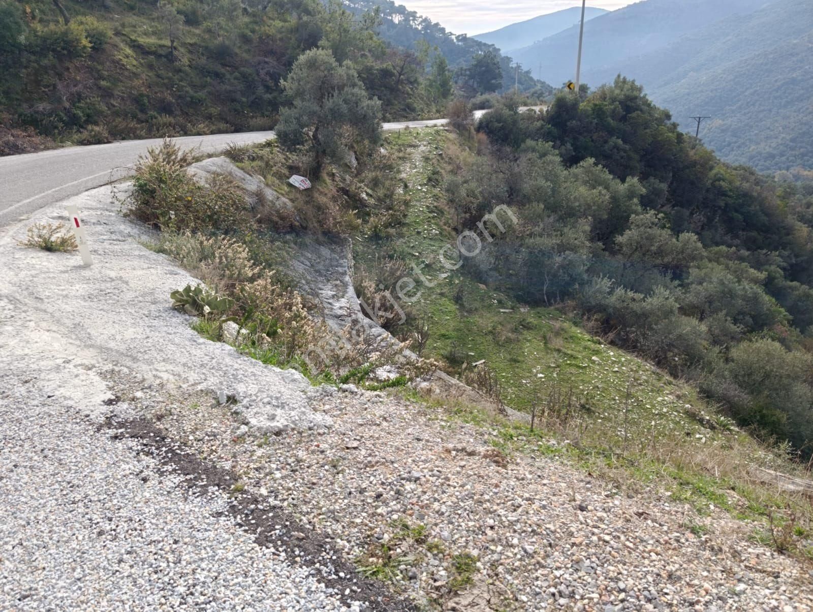 Bayındır Sarıyurt Köyünde 477 M2 Zeytinlik Asfalt Yola Cepheli Konteyner Koymaya Uygun - Görsel 3