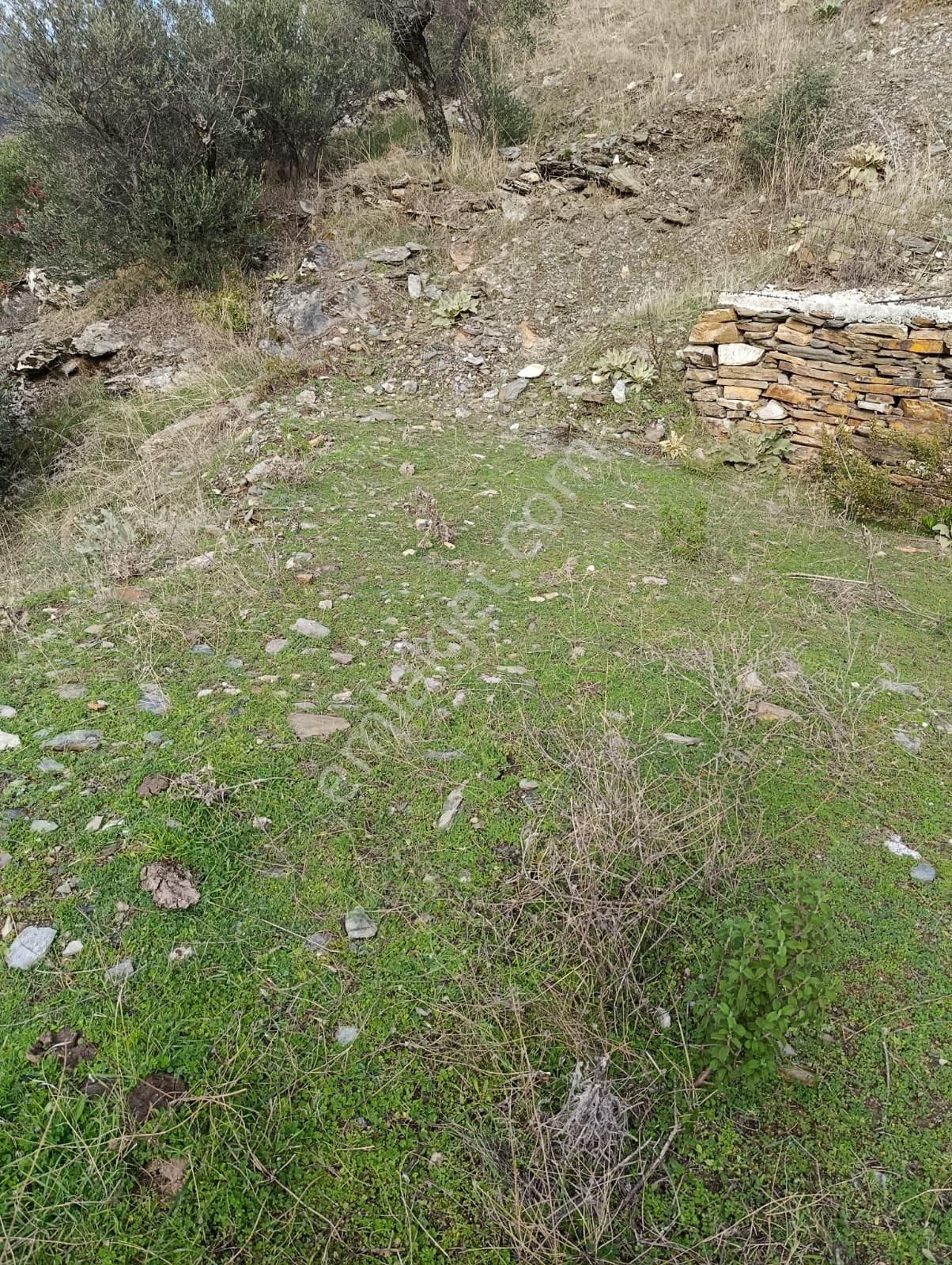 Bayındır Sarıyurt Köyünde 477 M2 Zeytinlik Asfalt Yola Cepheli Konteyner Koymaya Uygun - Görsel 5