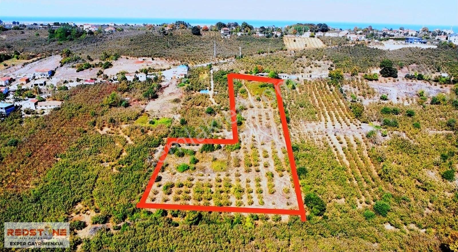 Karasu Kuzuluk'ta Ev Yapımına Uygun İmara Yakın Fındık Bahçesi