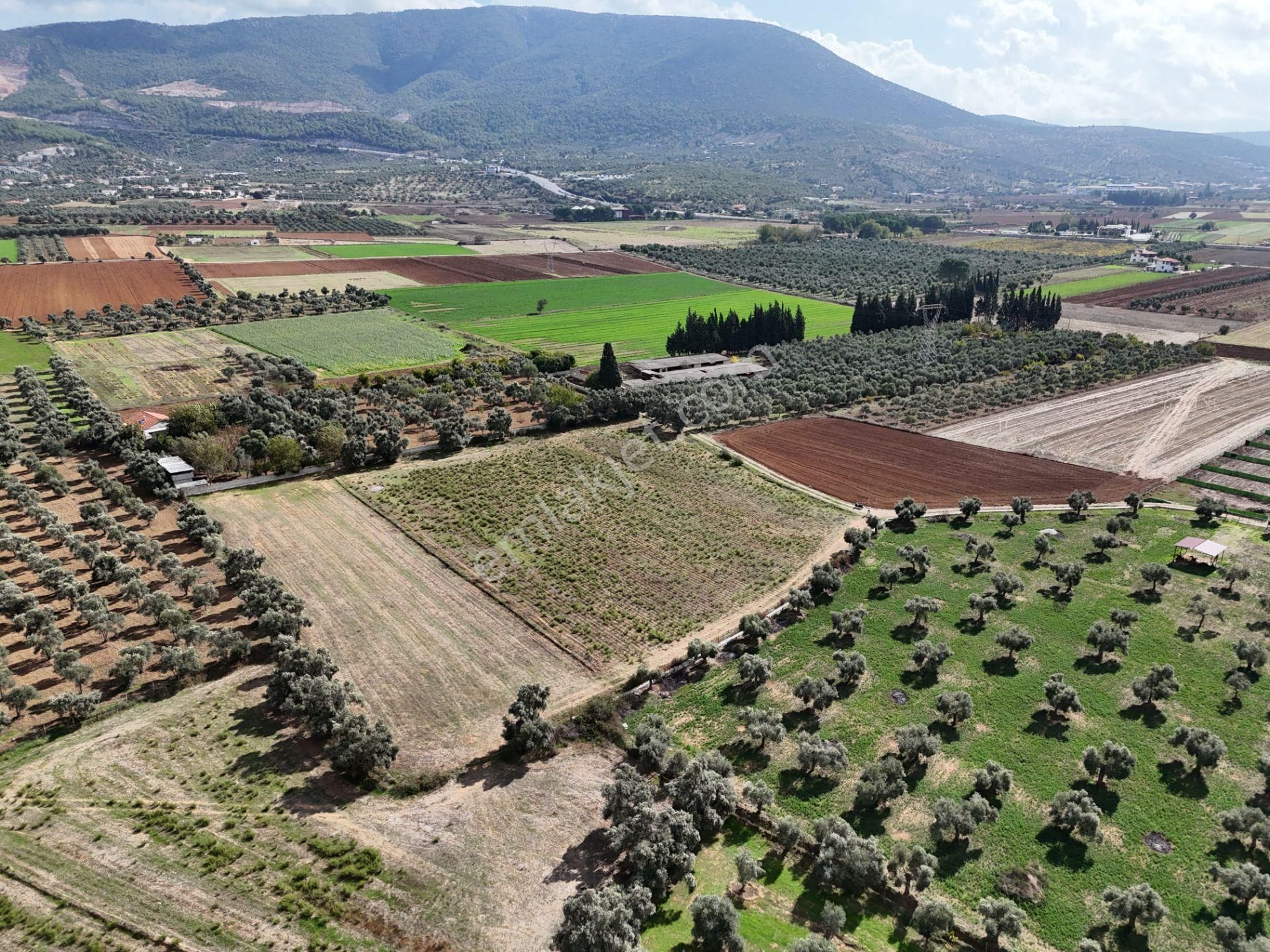 Milas Merkezde Zeytin Ağaçlı 8.682 M² Tarla Yatırıma Uygun - Görsel 24