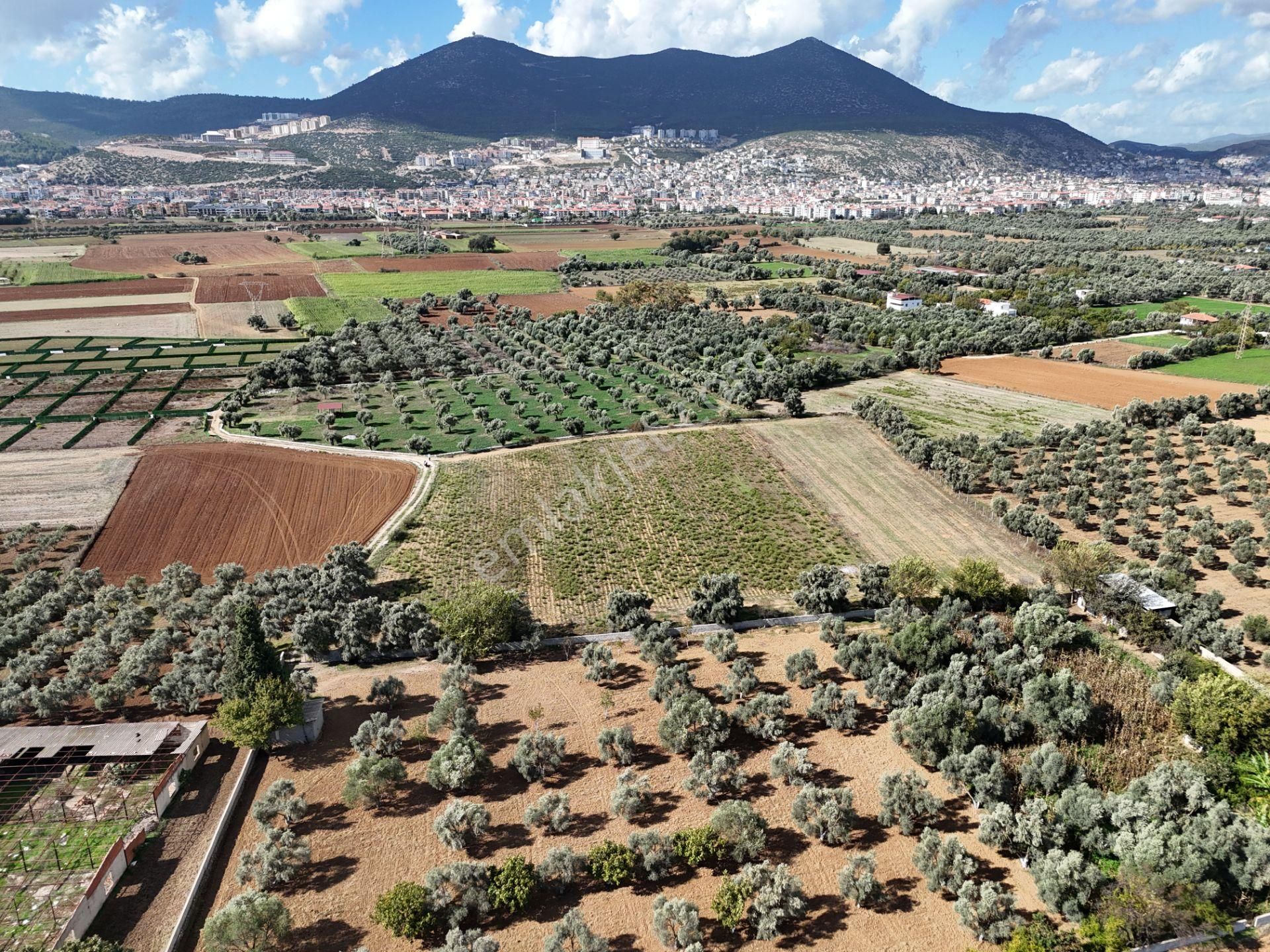 Milas Merkezde Zeytin Ağaçlı 8.682 M² Tarla Yatırıma Uygun - Görsel 11