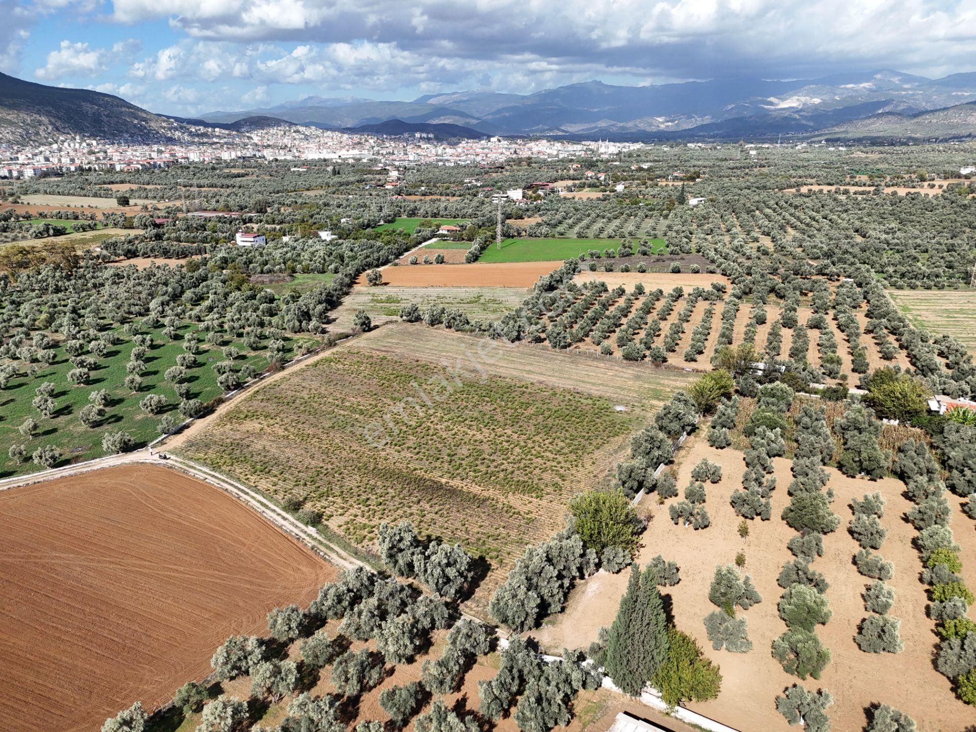 Milas Merkezde Zeytin Ağaçlı 8.682 M² Tarla Yatırıma Uygun - Görsel 8