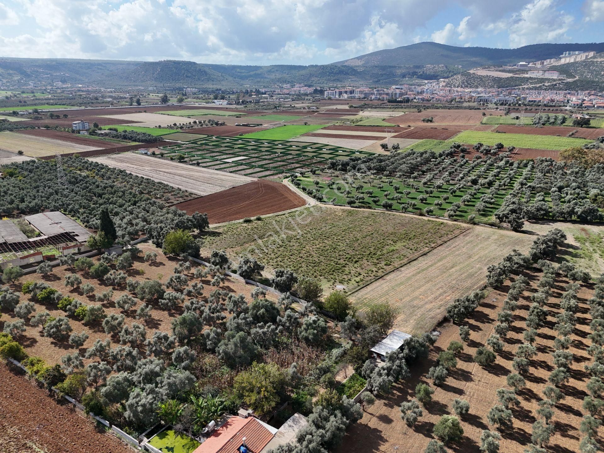 Milas Merkezde Zeytin Ağaçlı 8.682 M² Tarla Yatırıma Uygun - Görsel 16