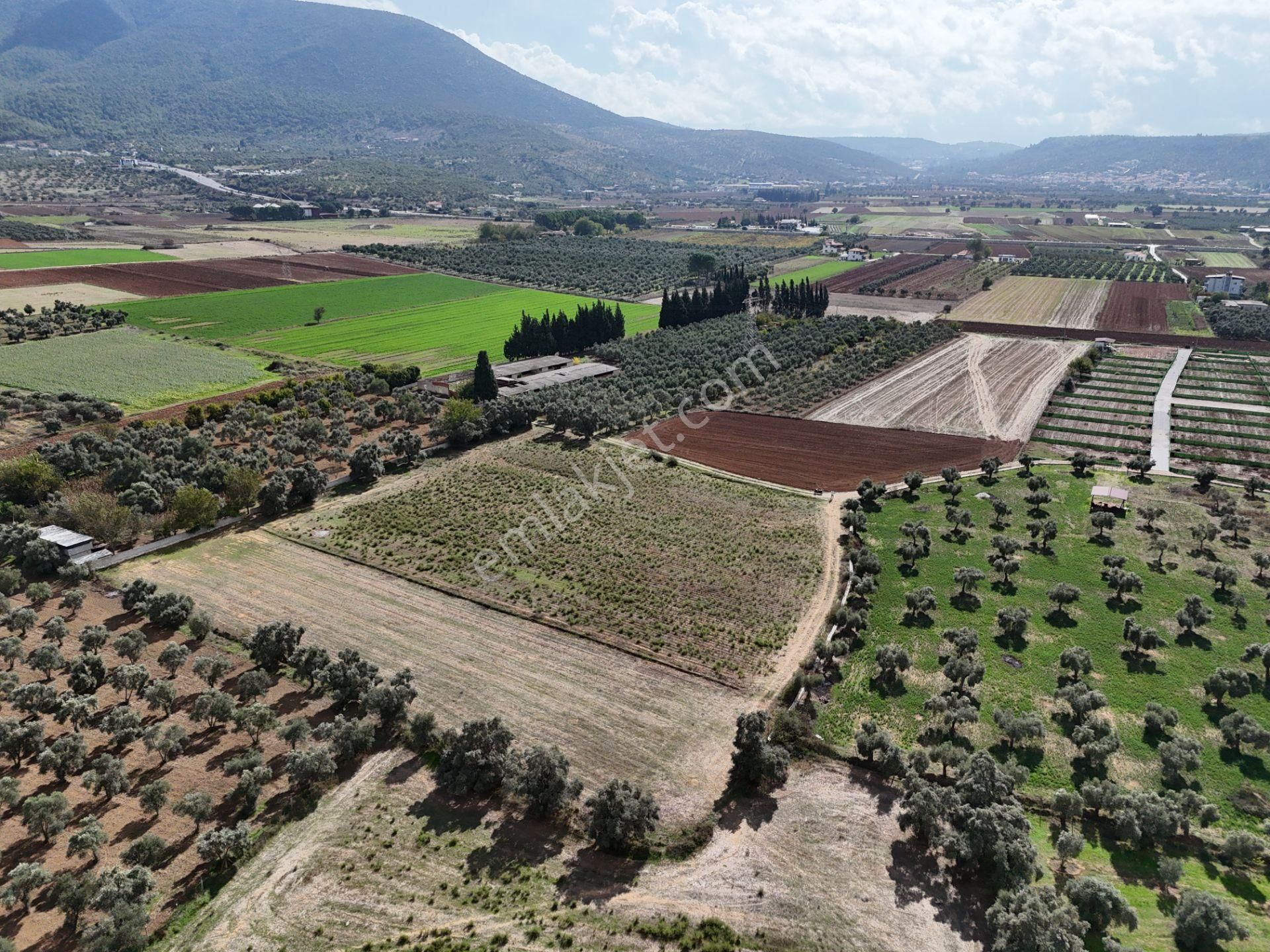 Milas Merkezde Zeytin Ağaçlı 8.682 M² Tarla Yatırıma Uygun - Görsel 22