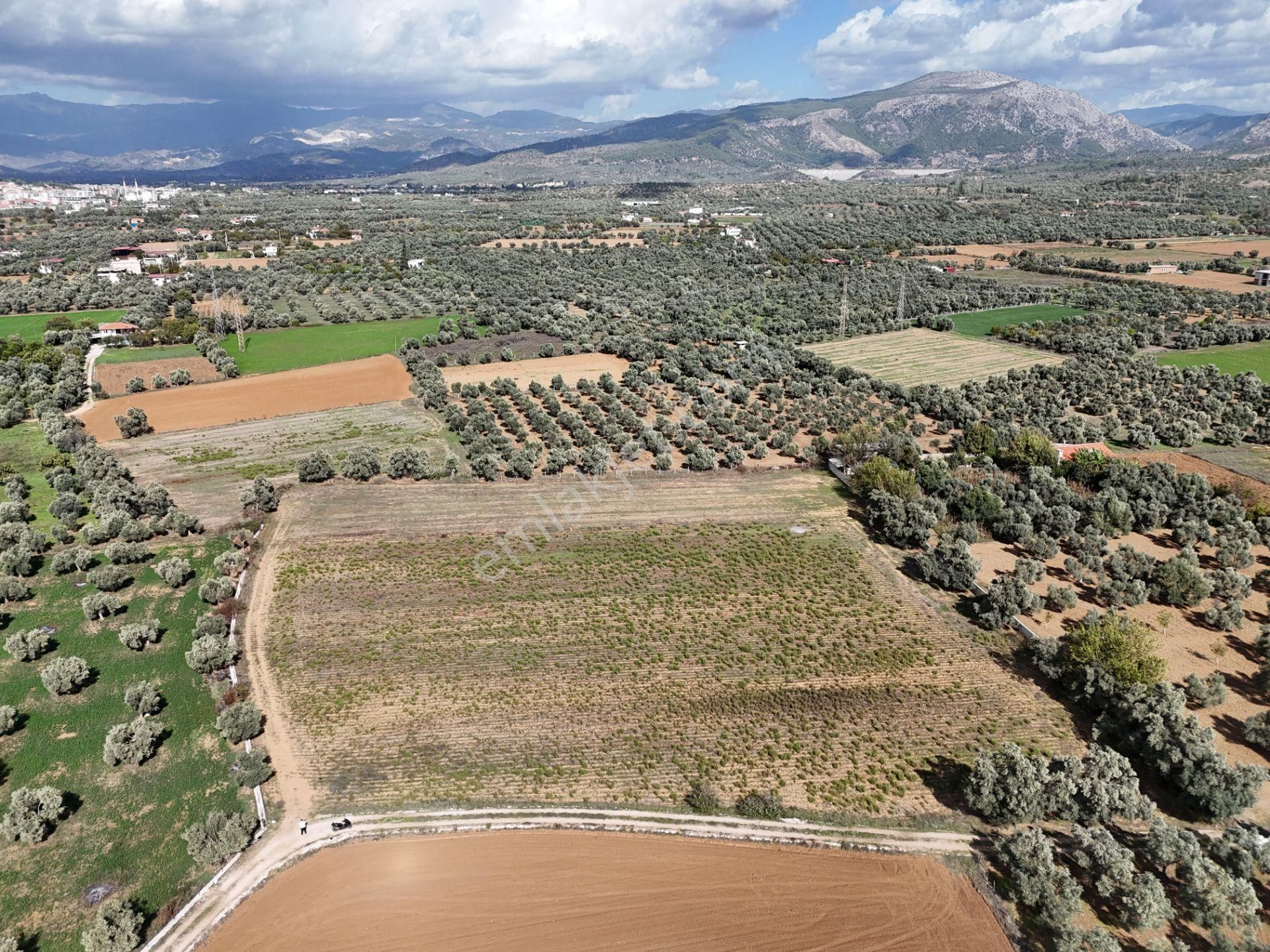 Milas Merkezde Zeytin Ağaçlı 8.682 M² Tarla Yatırıma Uygun - Görsel 6