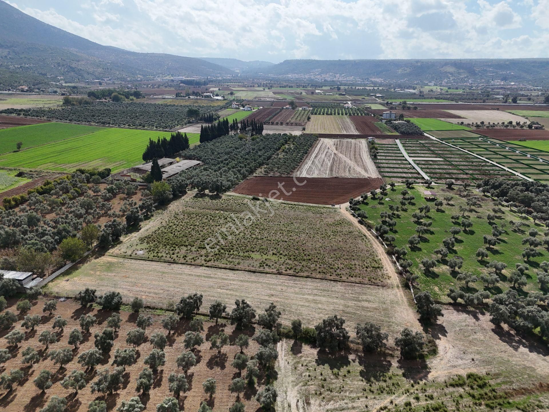 Milas Merkezde Zeytin Ağaçlı 8.682 M² Tarla Yatırıma Uygun - Görsel 21