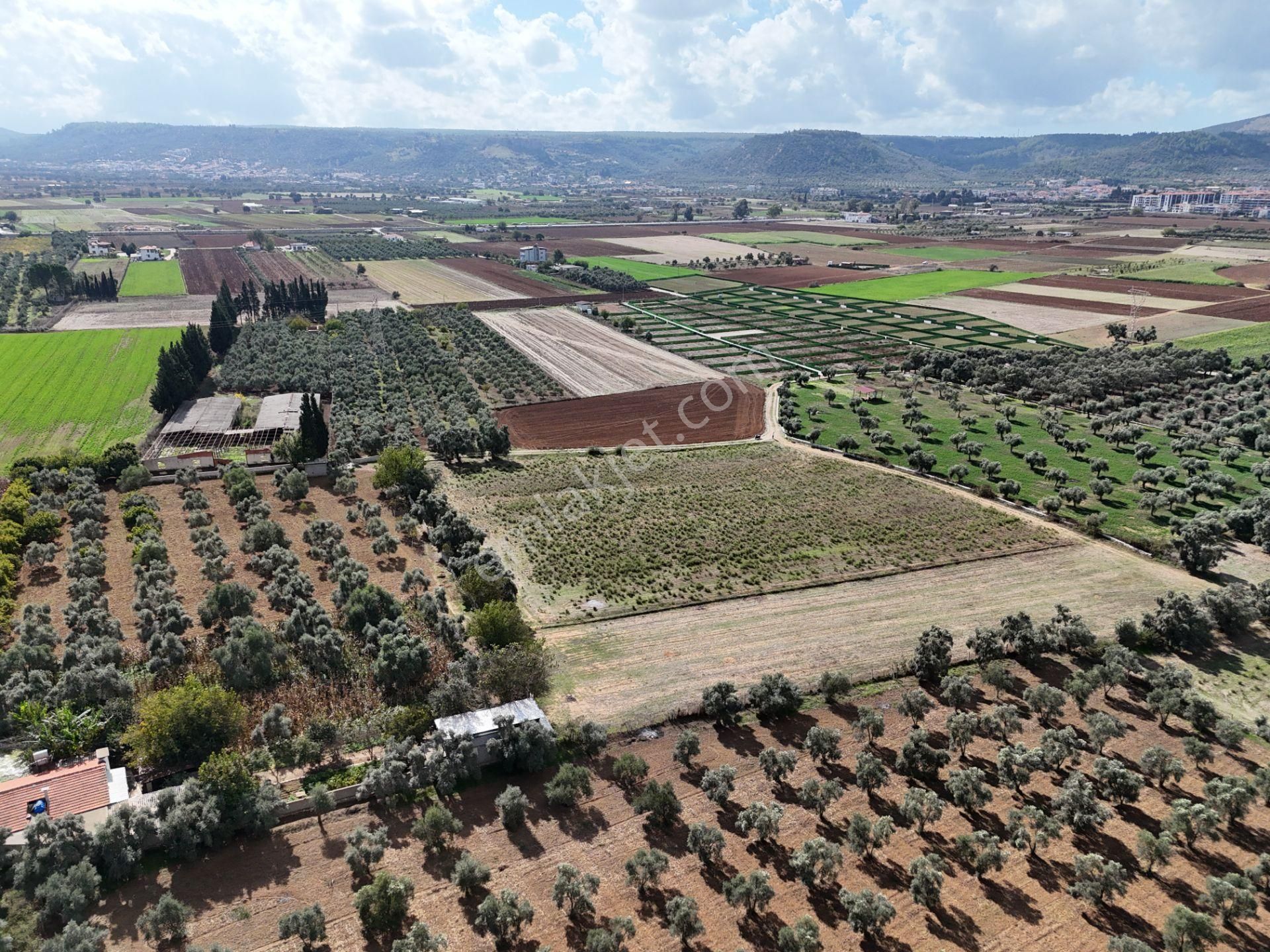 Milas Merkezde Zeytin Ağaçlı 8.682 M² Tarla Yatırıma Uygun - Görsel 18