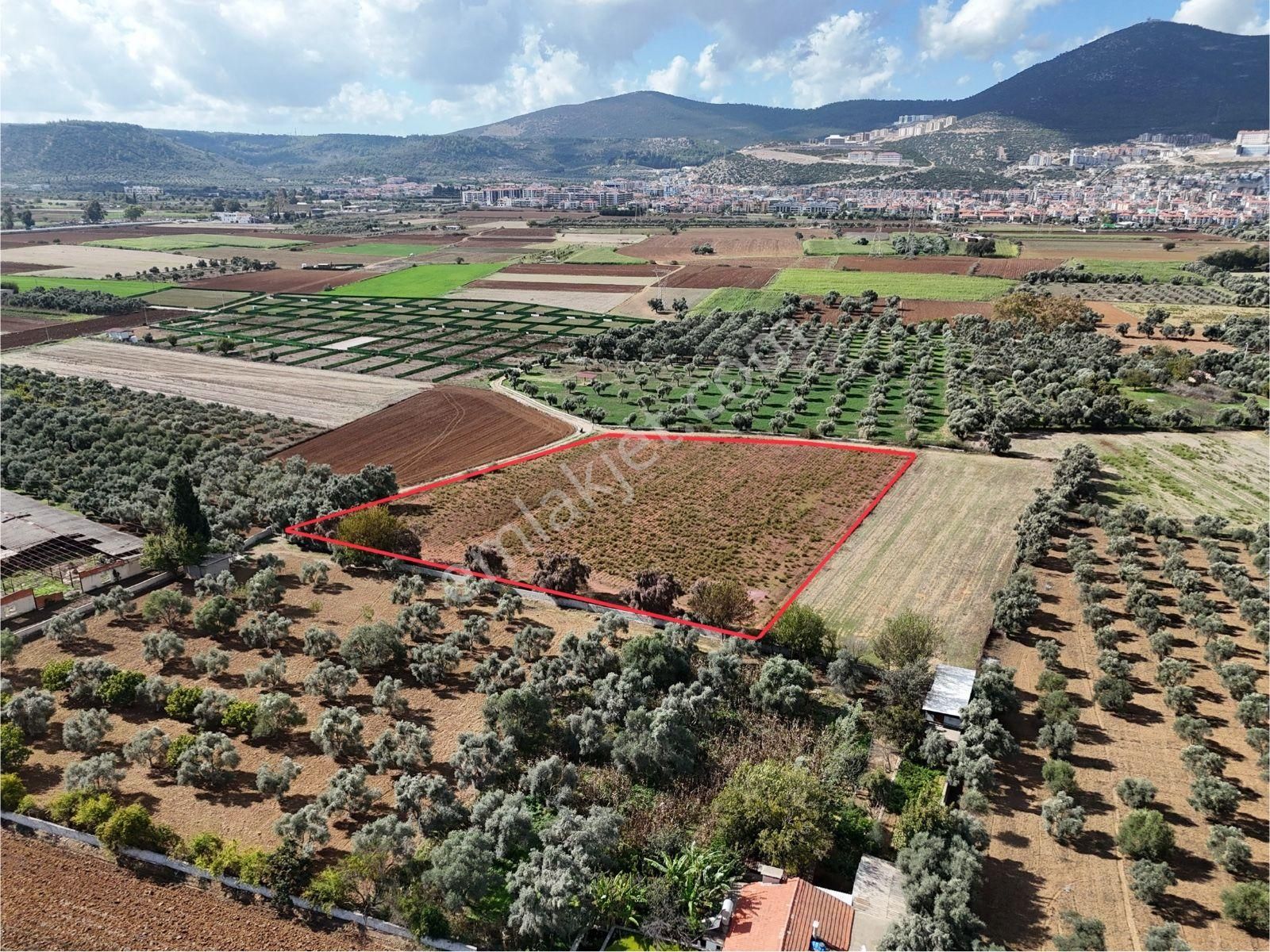 Milas Merkezde Zeytin Ağaçlı 8.682 M² Tarla Yatırıma Uygun - Görsel 4