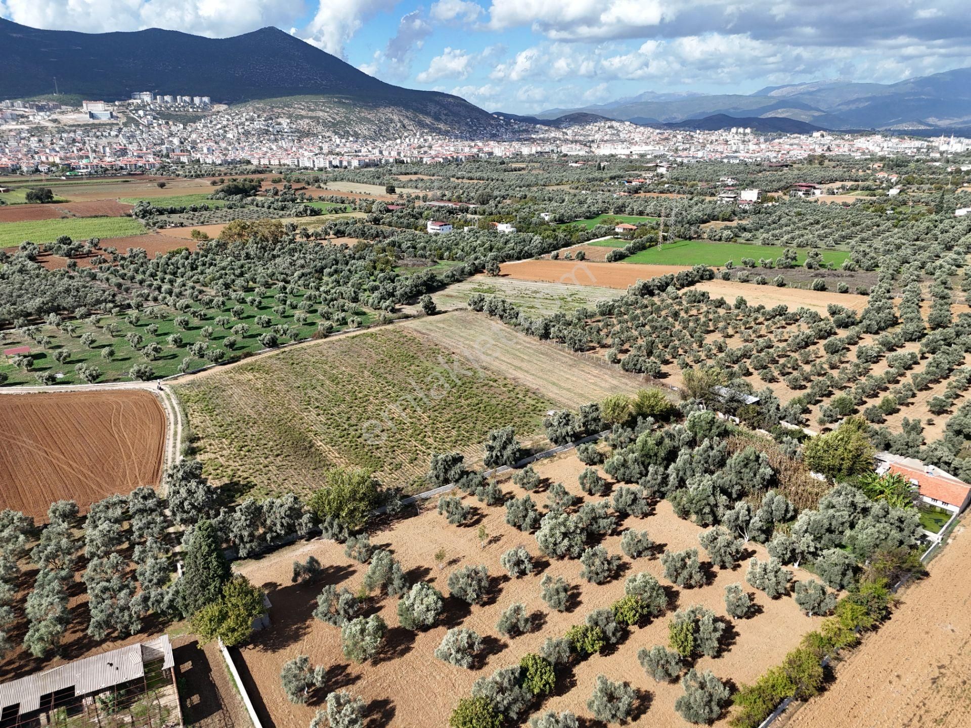 Milas Merkezde Zeytin Ağaçlı 8.682 M² Tarla Yatırıma Uygun - Görsel 10