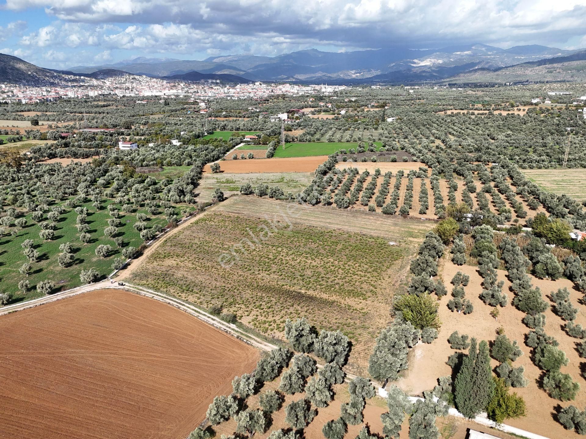 Milas Merkezde Zeytin Ağaçlı 8.682 M² Tarla Yatırıma Uygun - Görsel 7