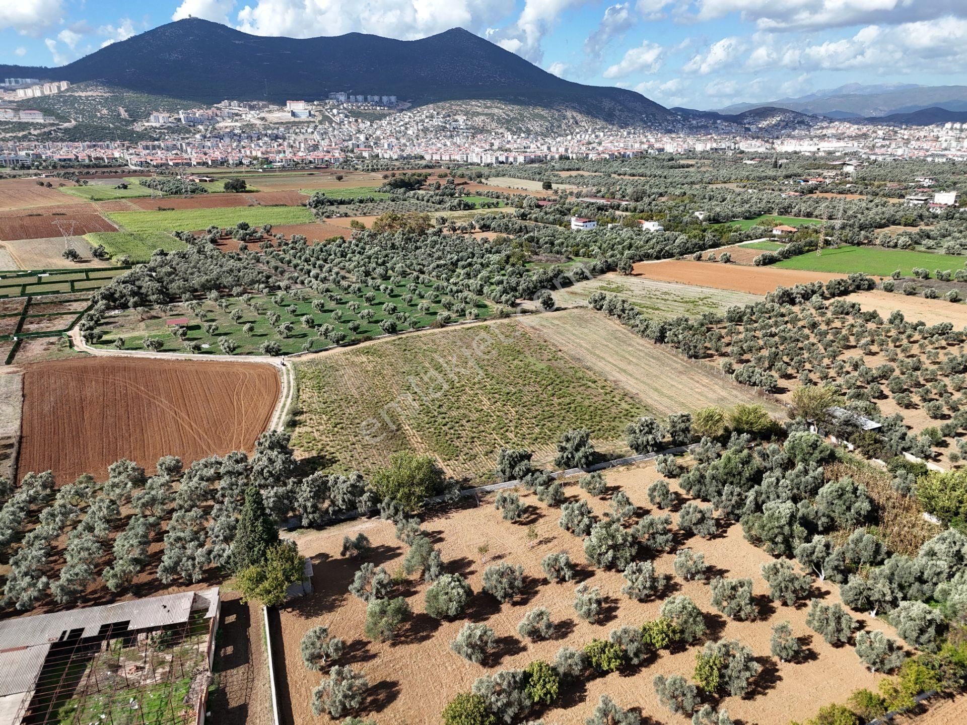 Milas Merkezde Zeytin Ağaçlı 8.682 M² Tarla Yatırıma Uygun - Görsel 12