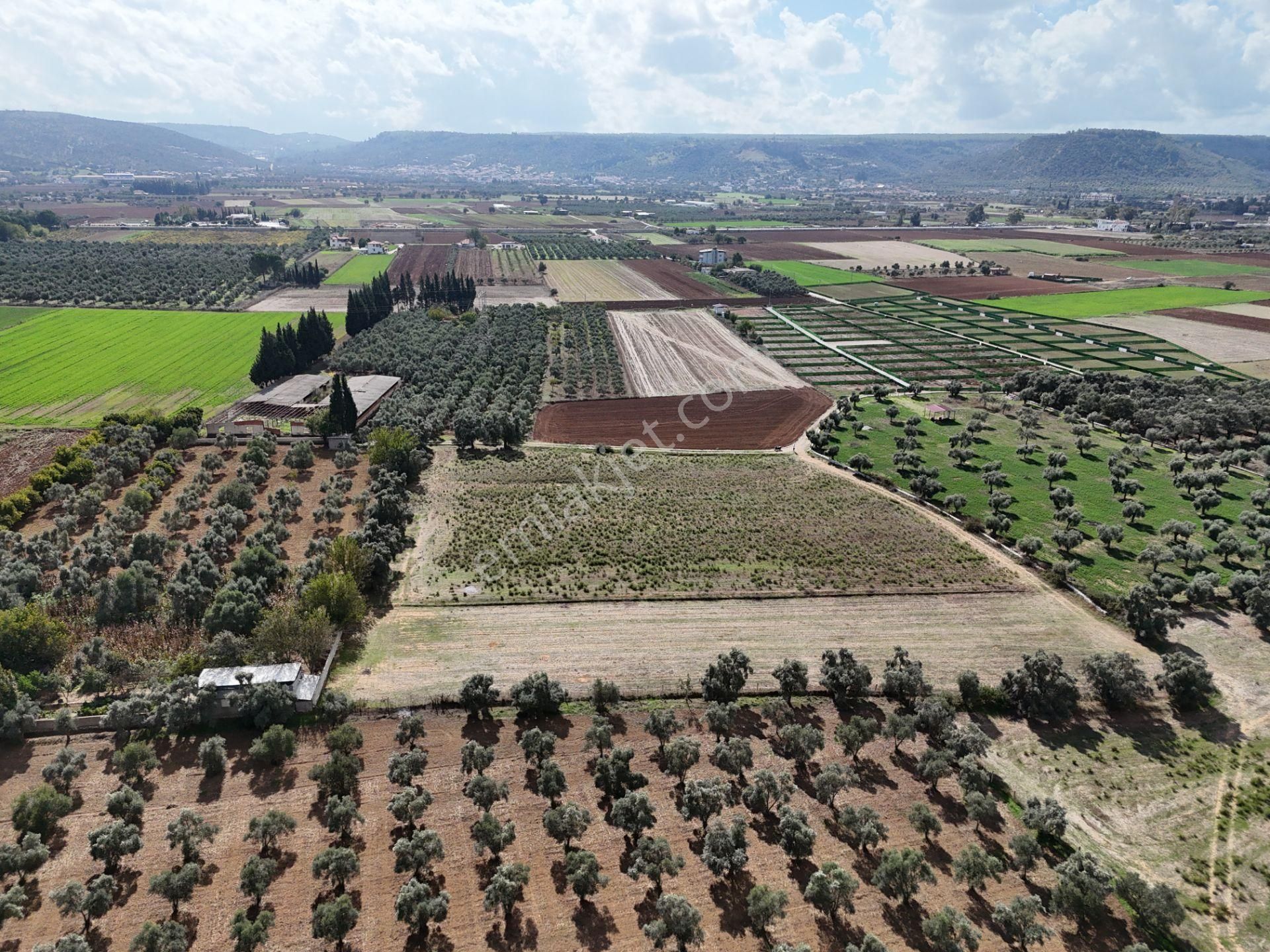 Milas Merkezde Zeytin Ağaçlı 8.682 M² Tarla Yatırıma Uygun - Görsel 19