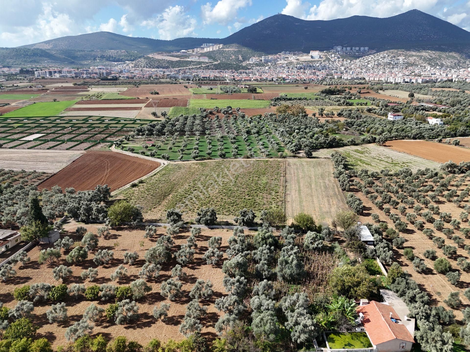 Milas Merkezde Zeytin Ağaçlı 8.682 M² Tarla Yatırıma Uygun - Görsel 14