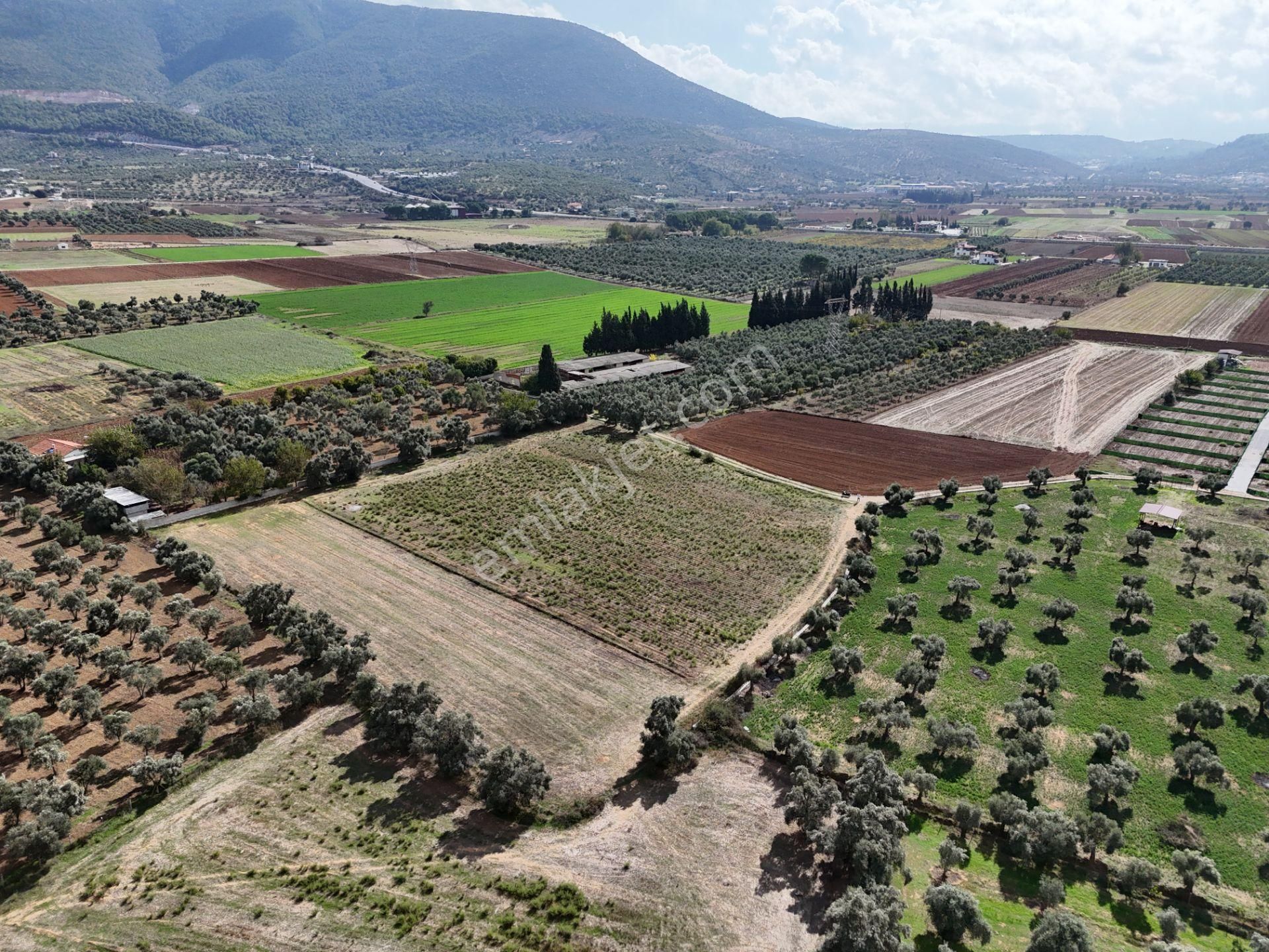 Milas Merkezde Zeytin Ağaçlı 8.682 M² Tarla Yatırıma Uygun - Görsel 23