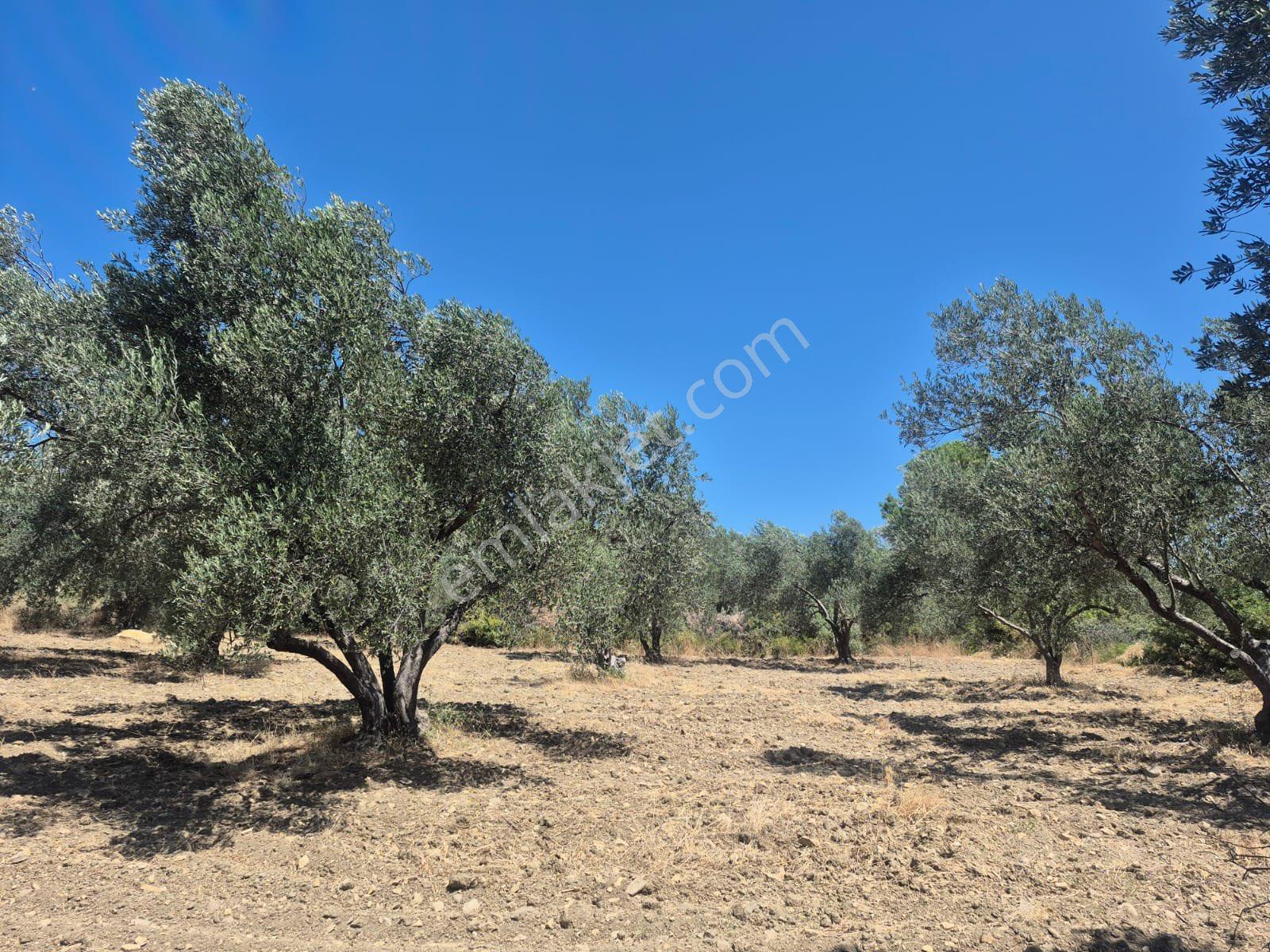 Bergama-örenli’de,satılık Zeytinlik - Görsel 2
