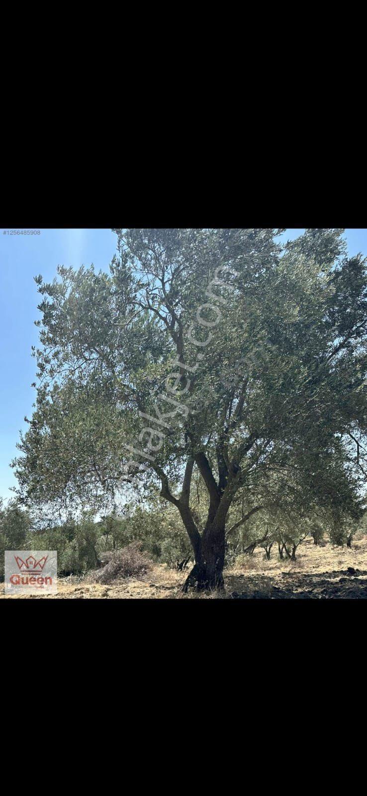 Bergama-örenli’de,satılık Zeytinlik - Görsel 6