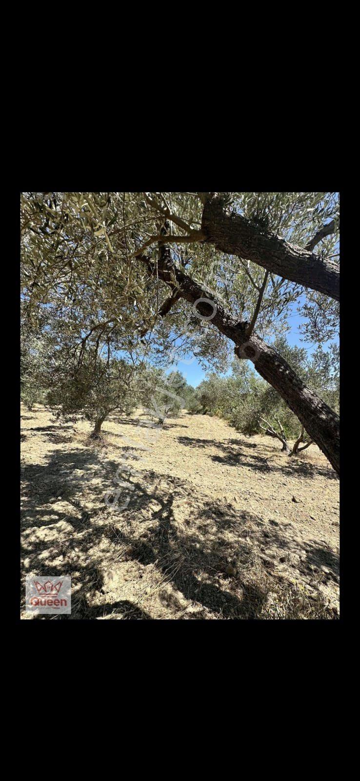 Bergama-örenli’de,satılık Zeytinlik - Görsel 8