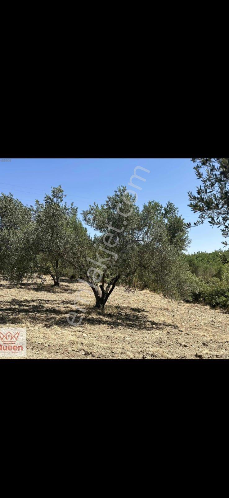 Bergama-örenli’de,satılık Zeytinlik - Görsel 7