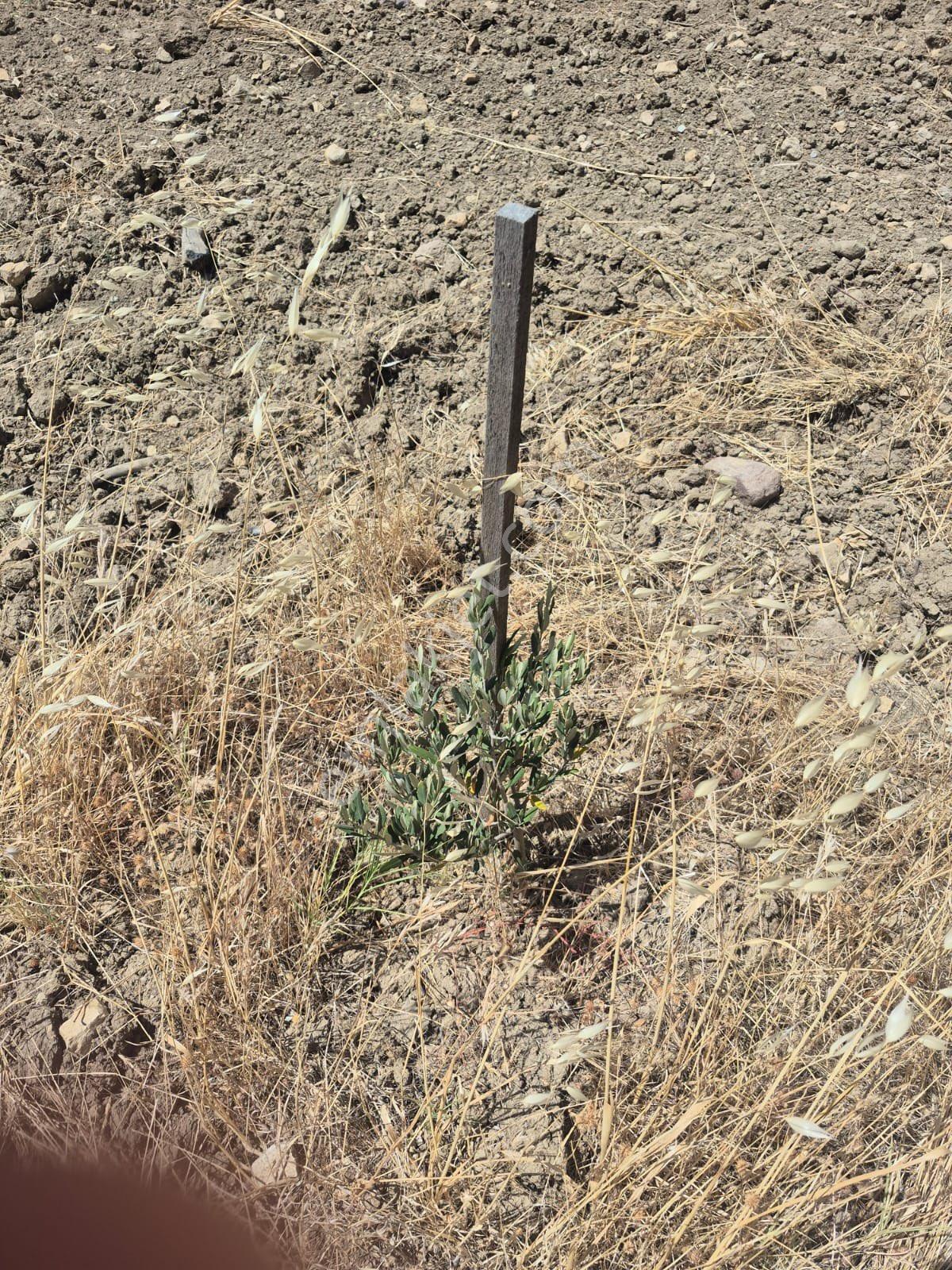Bergama-örenli’de,satılık Zeytinlik - Görsel 10