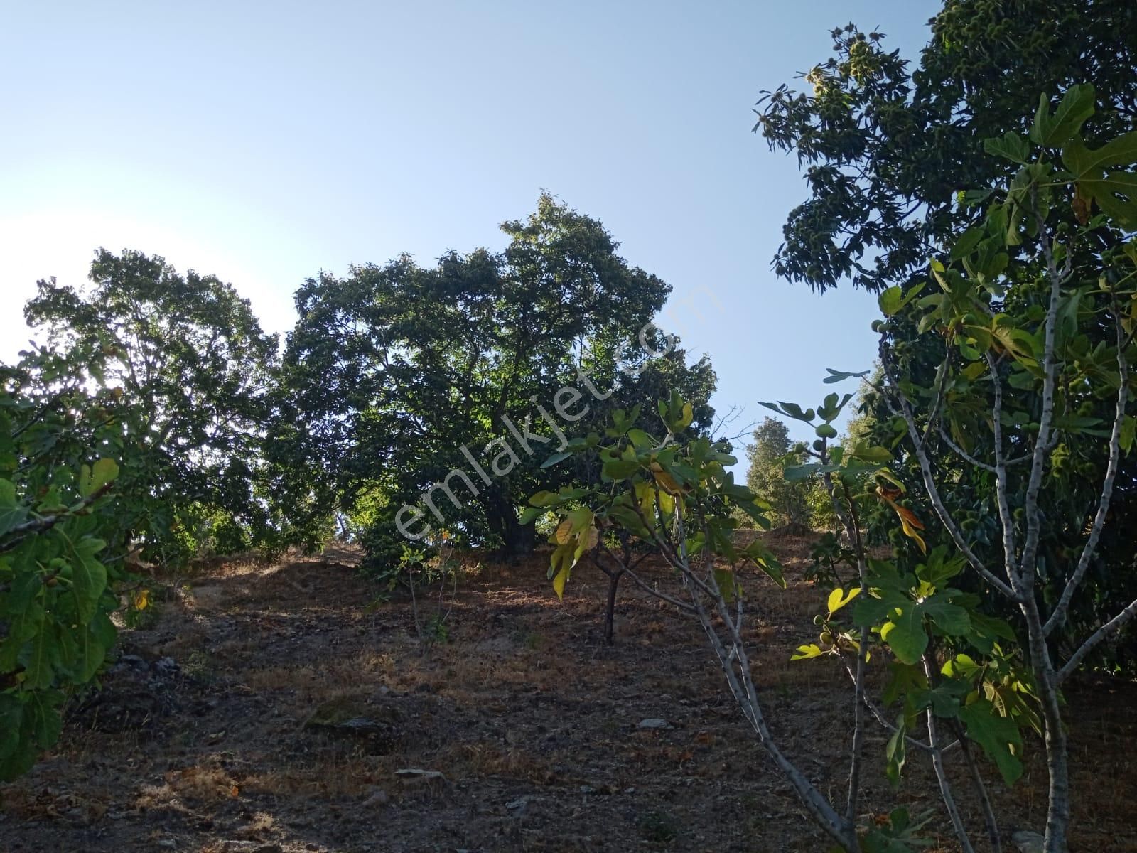 Nazilli Bekirler Köyünde Satılık İncir Bahçesi - Görsel 15